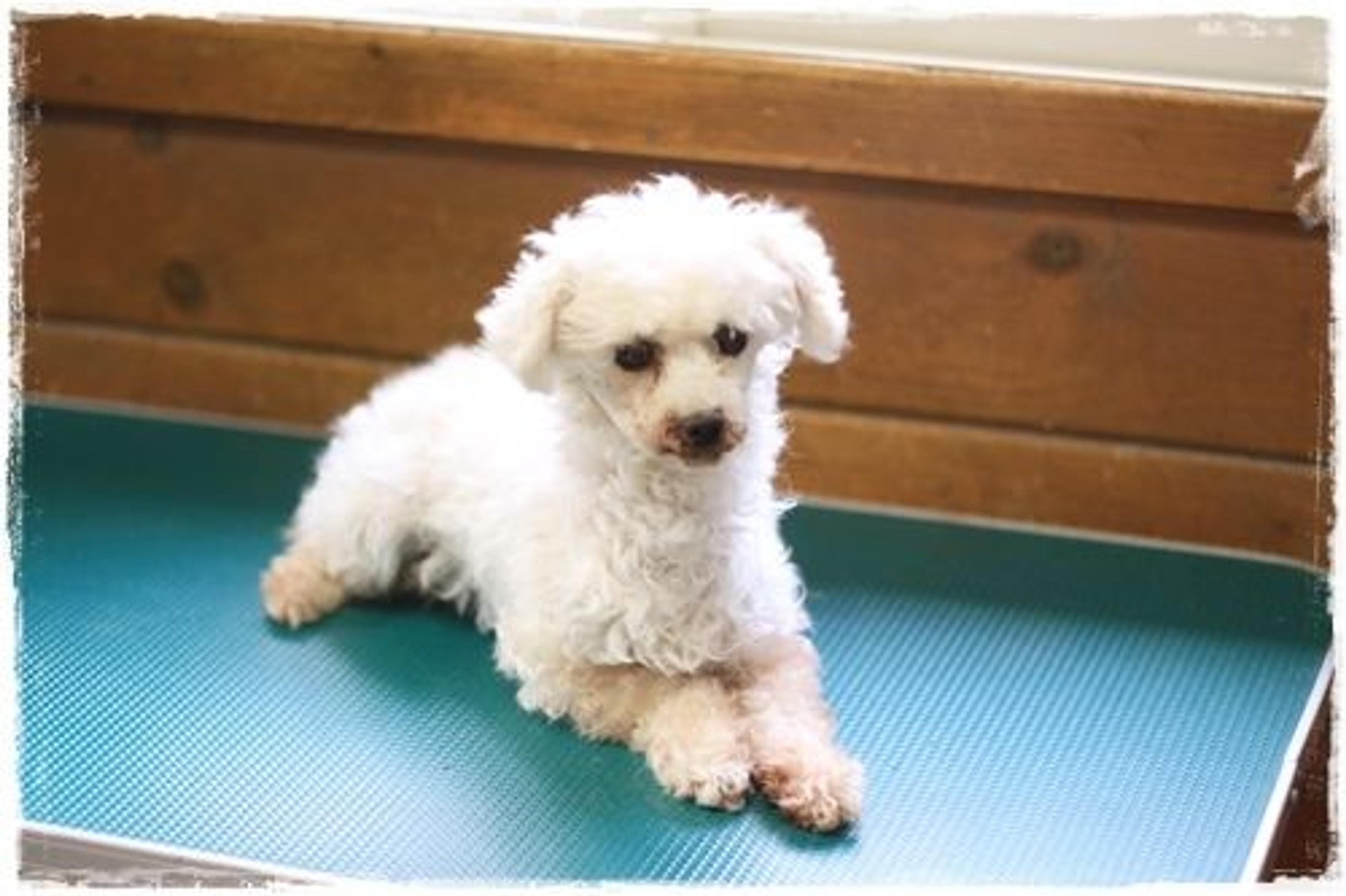 pet-image-2