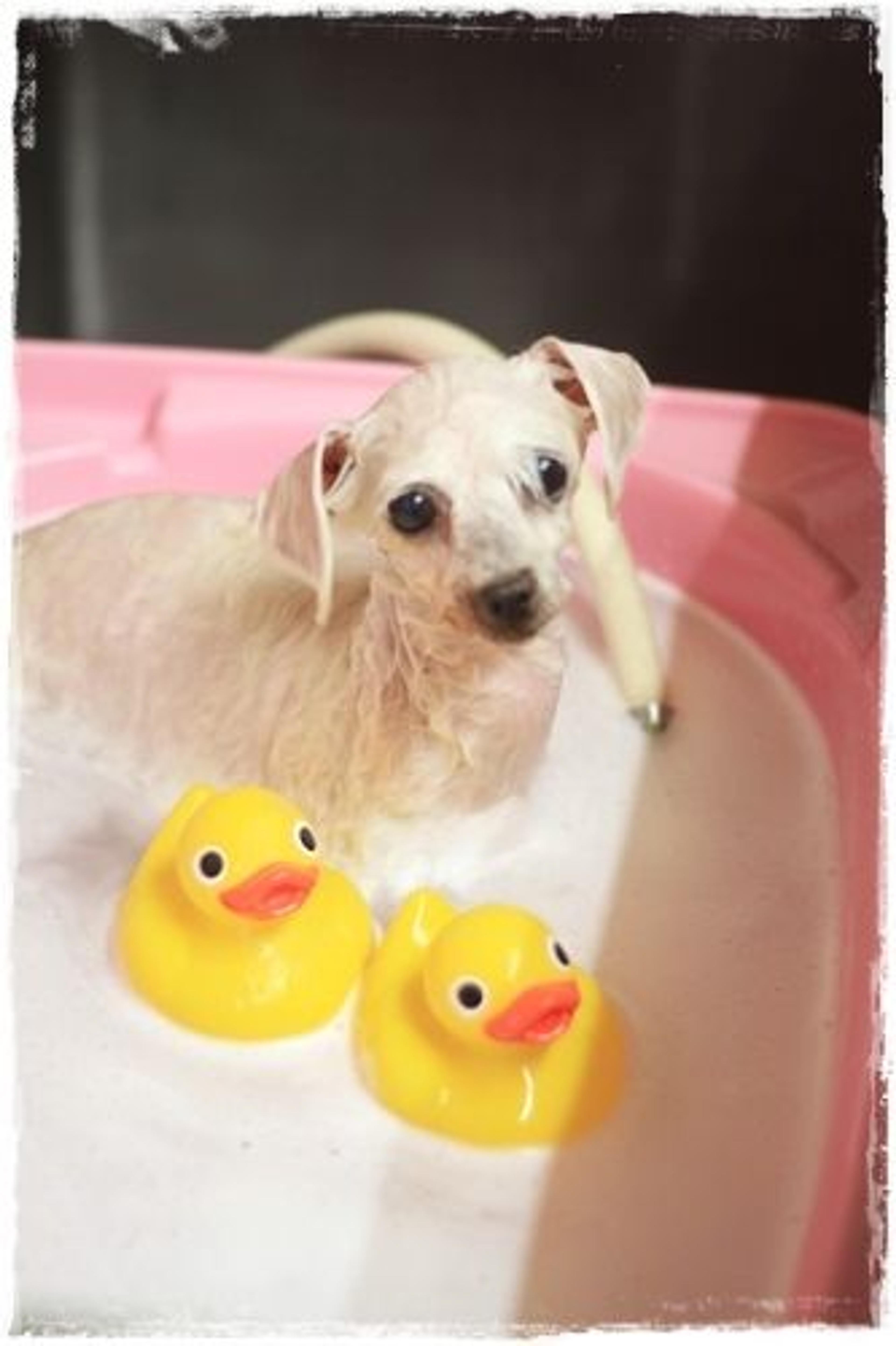 pet-image-3