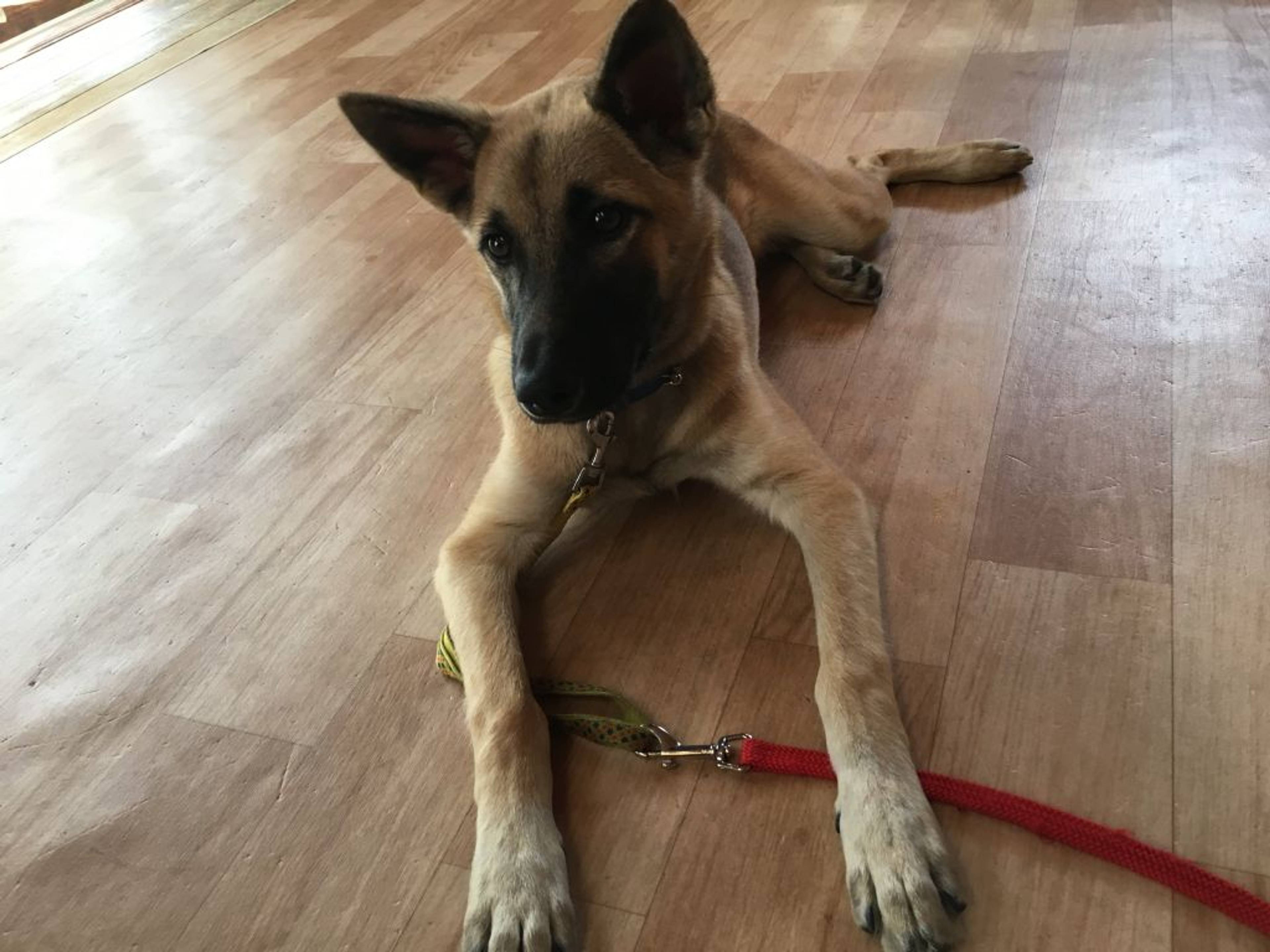 雑種（ミックス犬）・オスの里親募集の写真