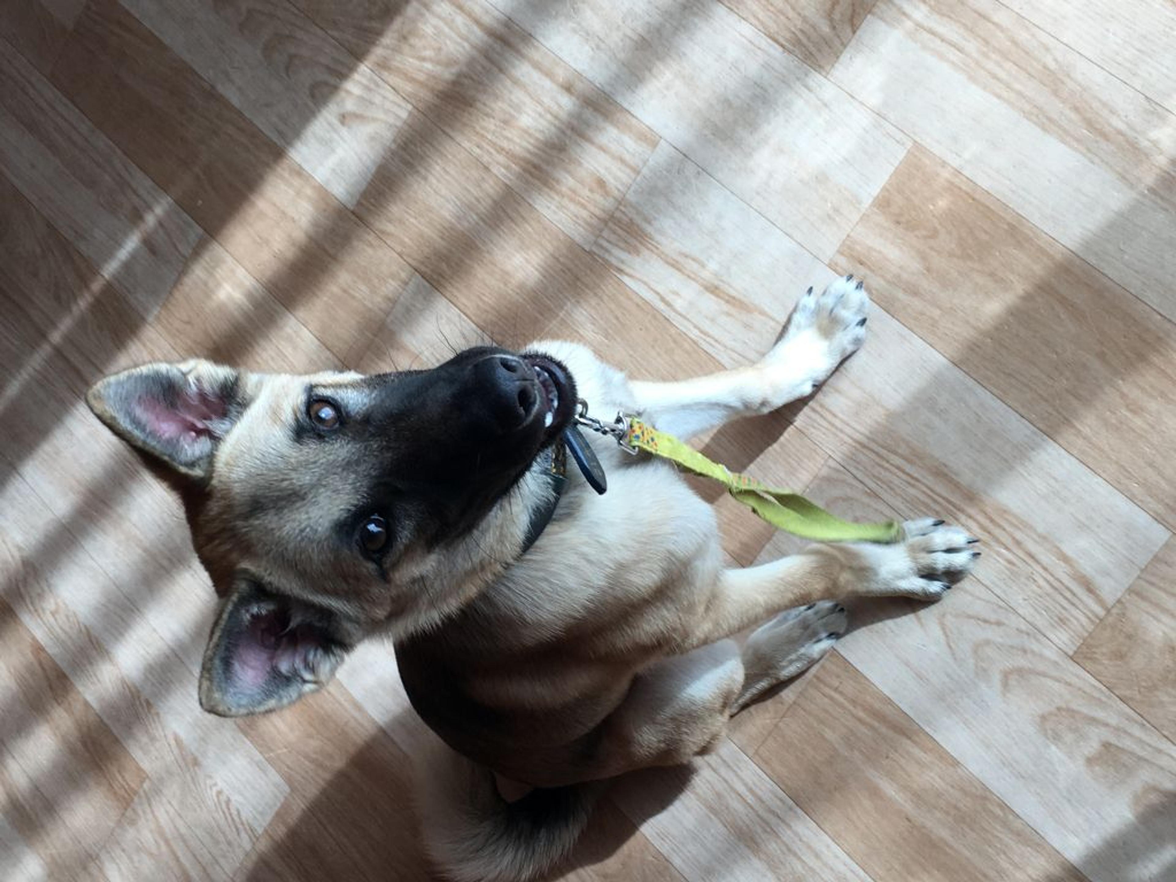 pet-image-2