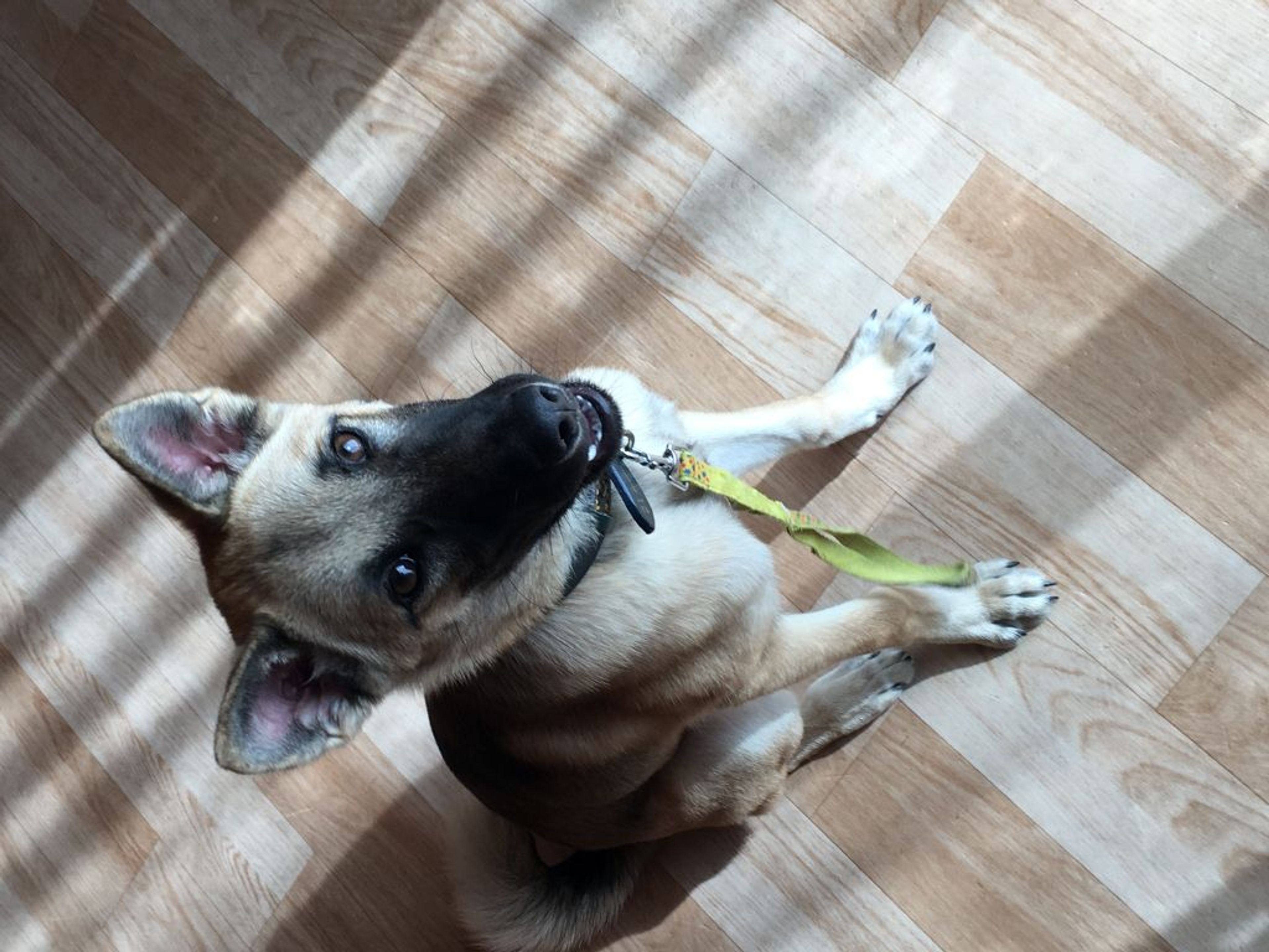 雑種（ミックス犬）・オスの里親募集の写真