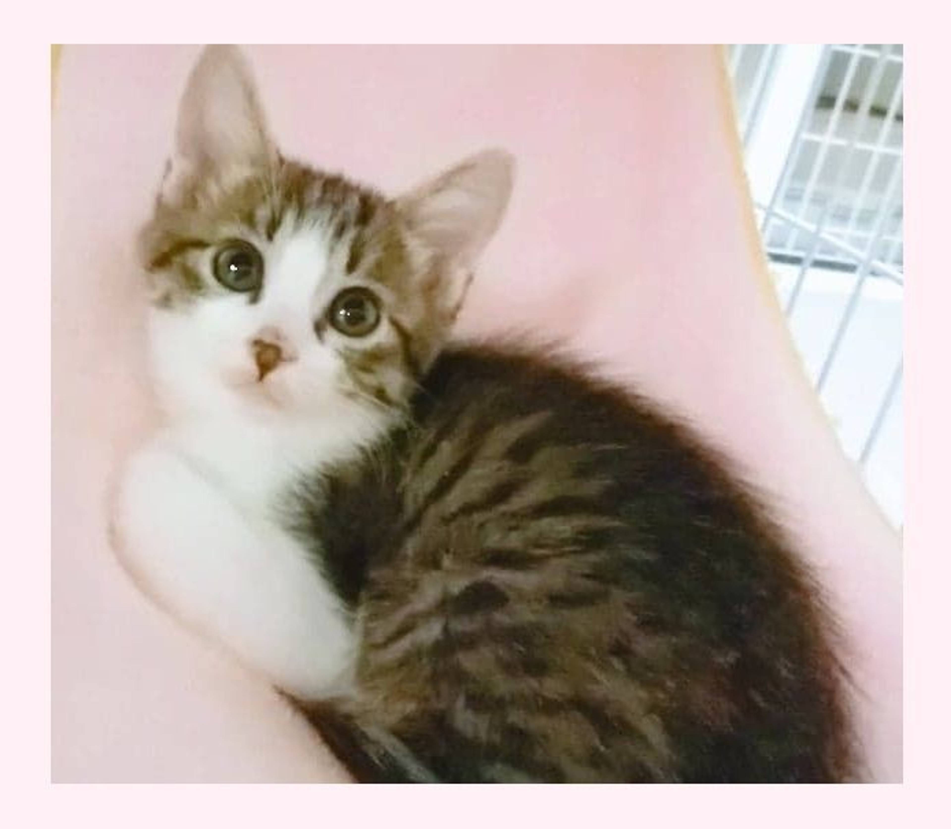 雑種（ミックス猫）・オスの里親募集の写真