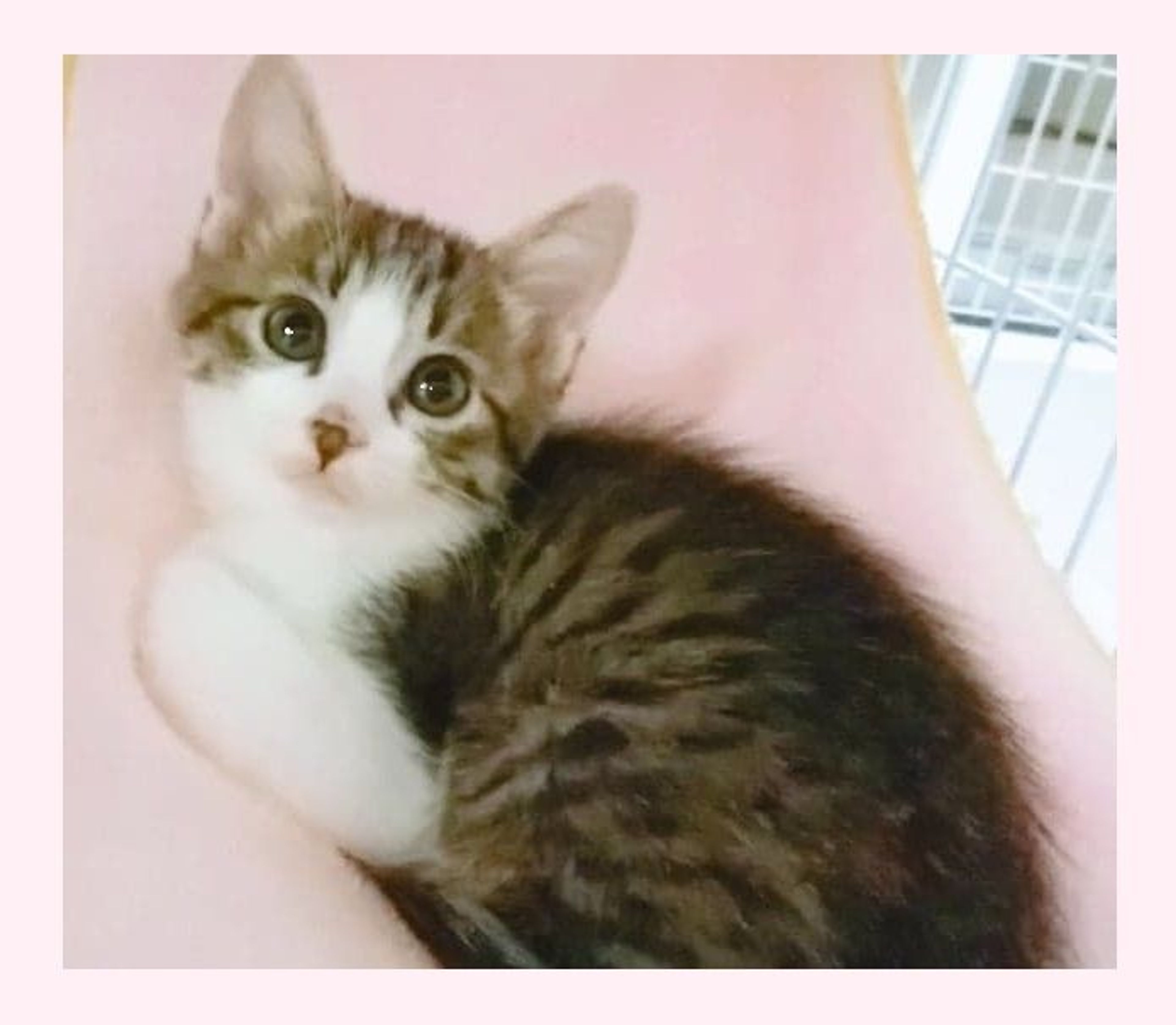 雑種（ミックス猫）・オスの里親募集の写真