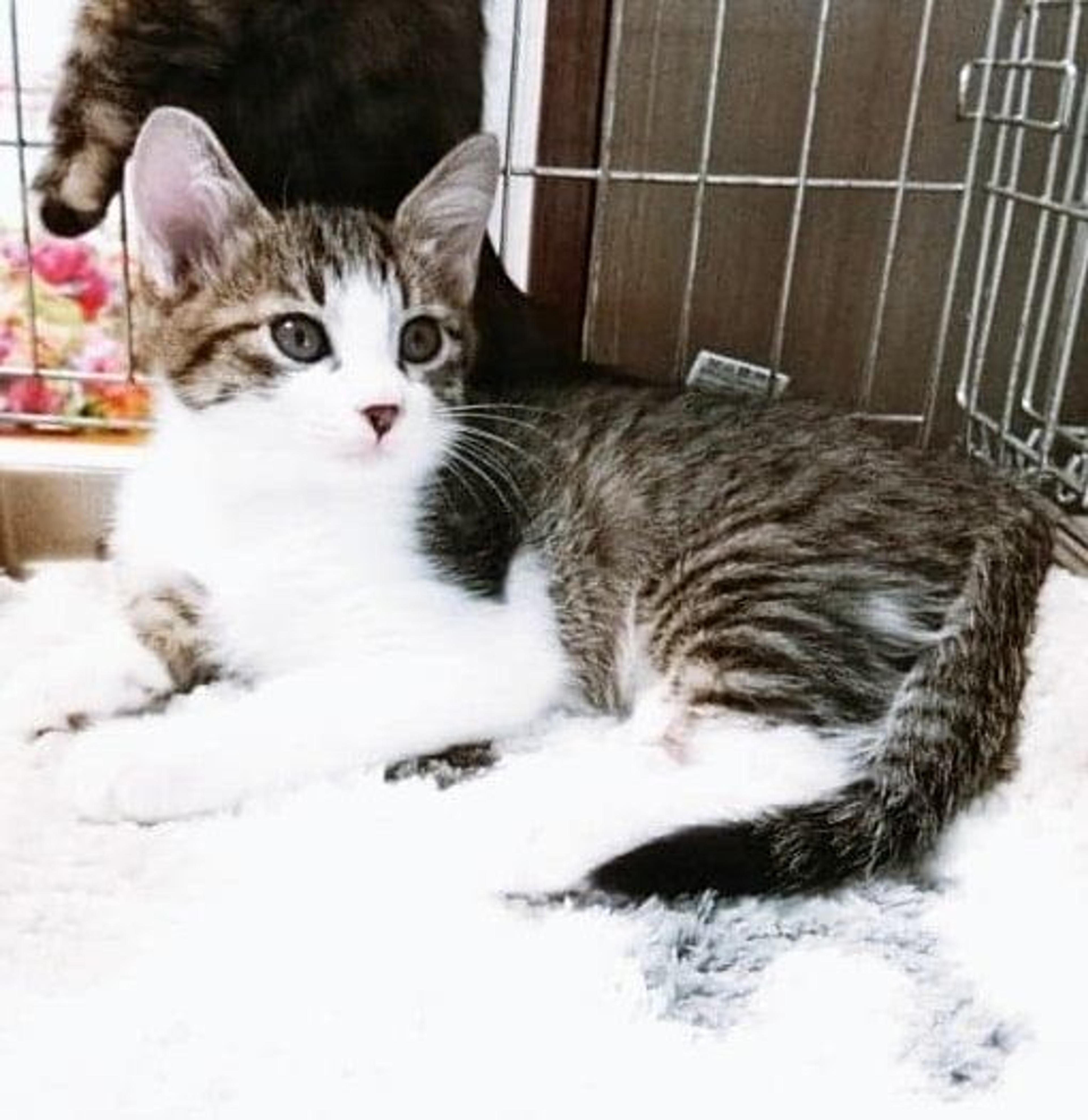 pet-image-2
