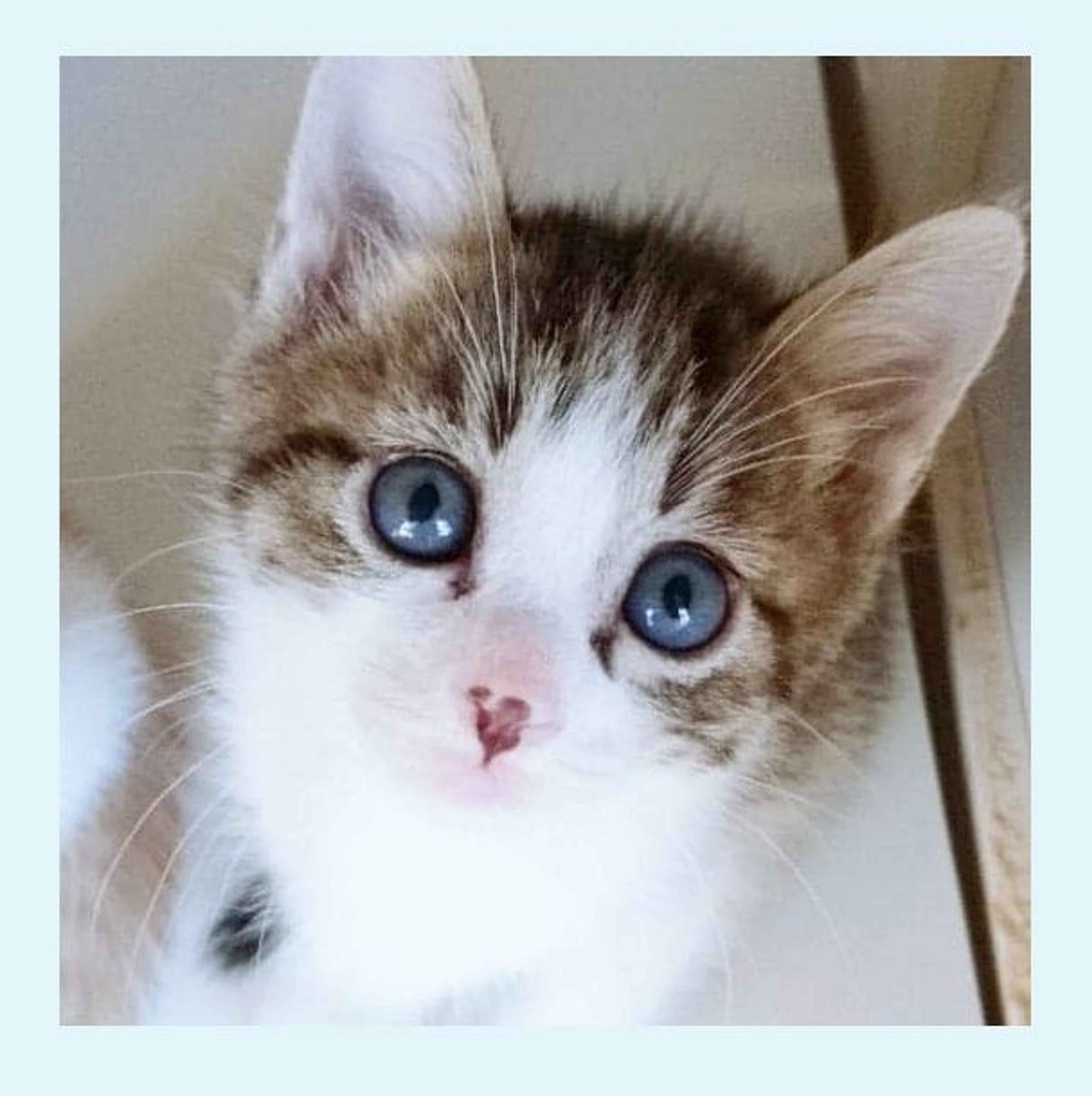 pet-image-3