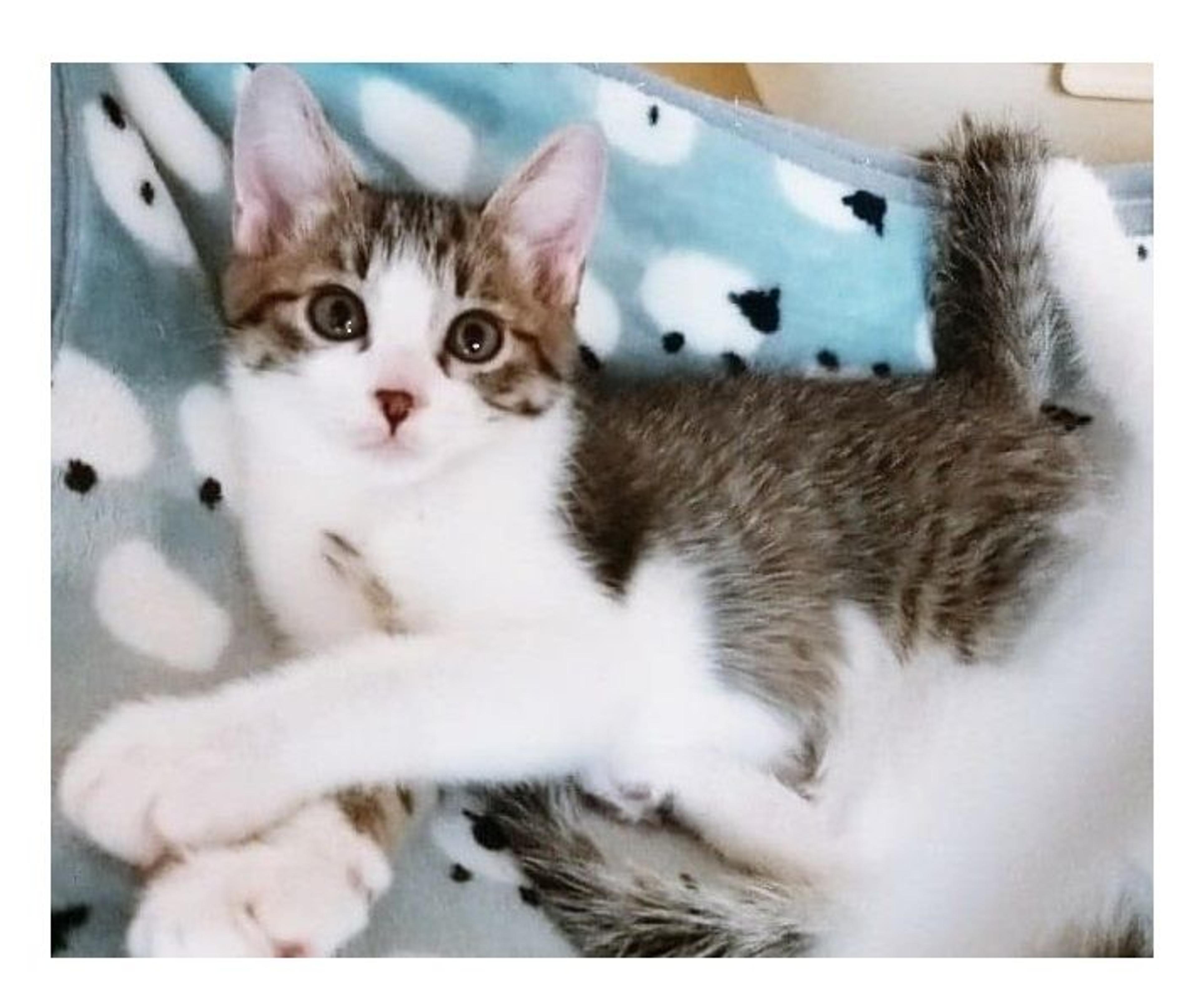 pet-image-4