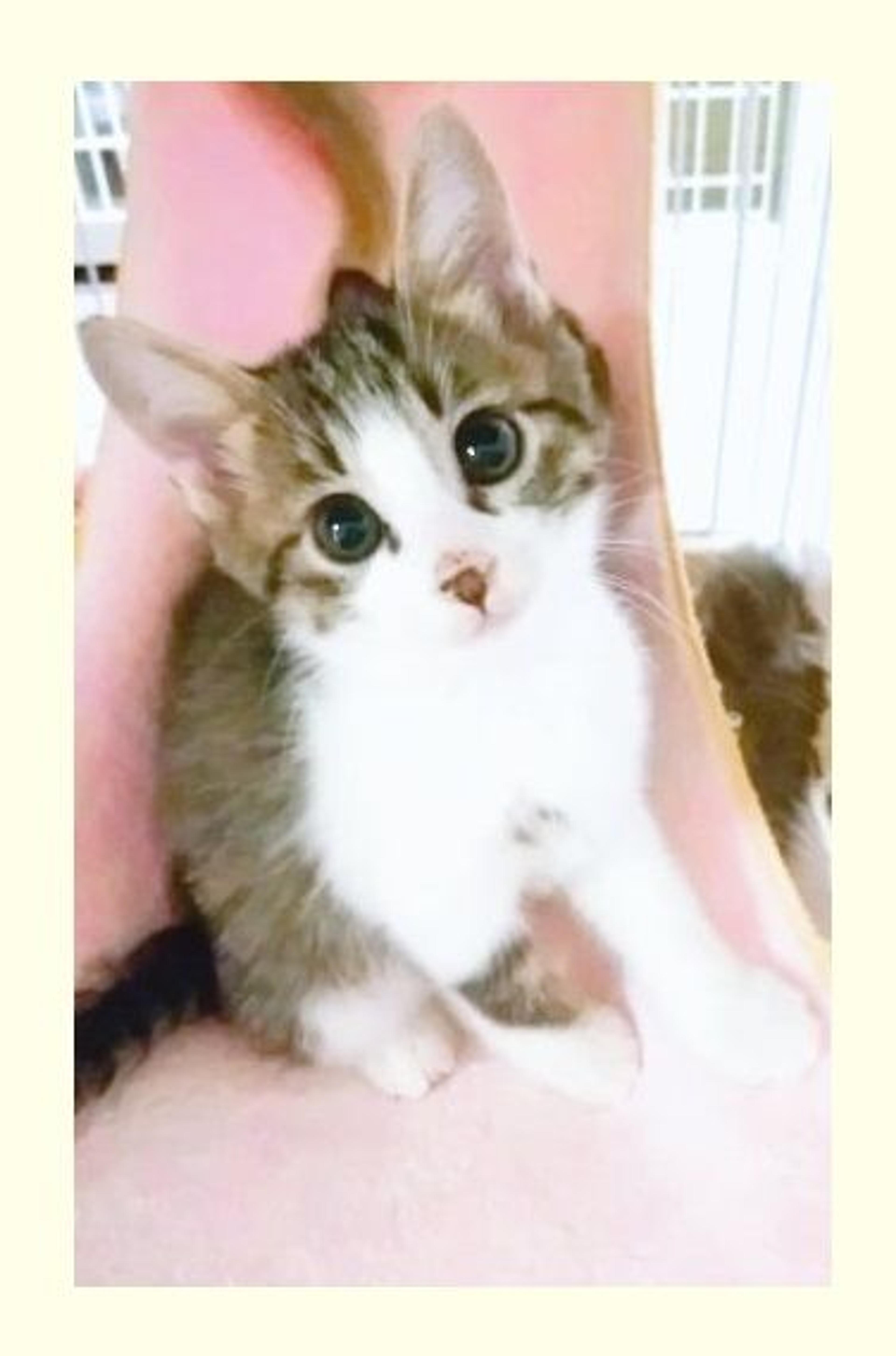 pet-image-5