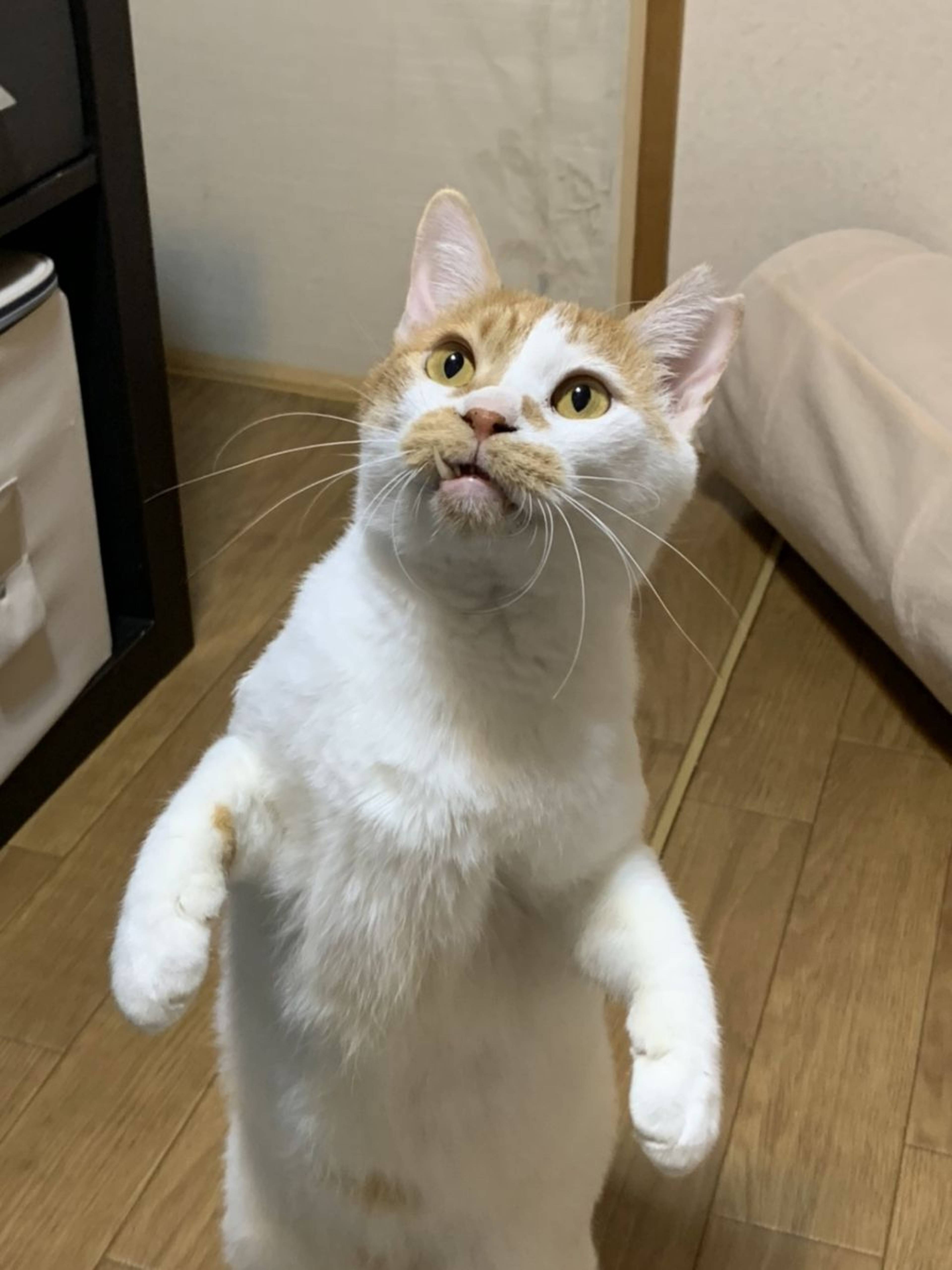 雑種（ミックス猫）・オスの里親募集の写真