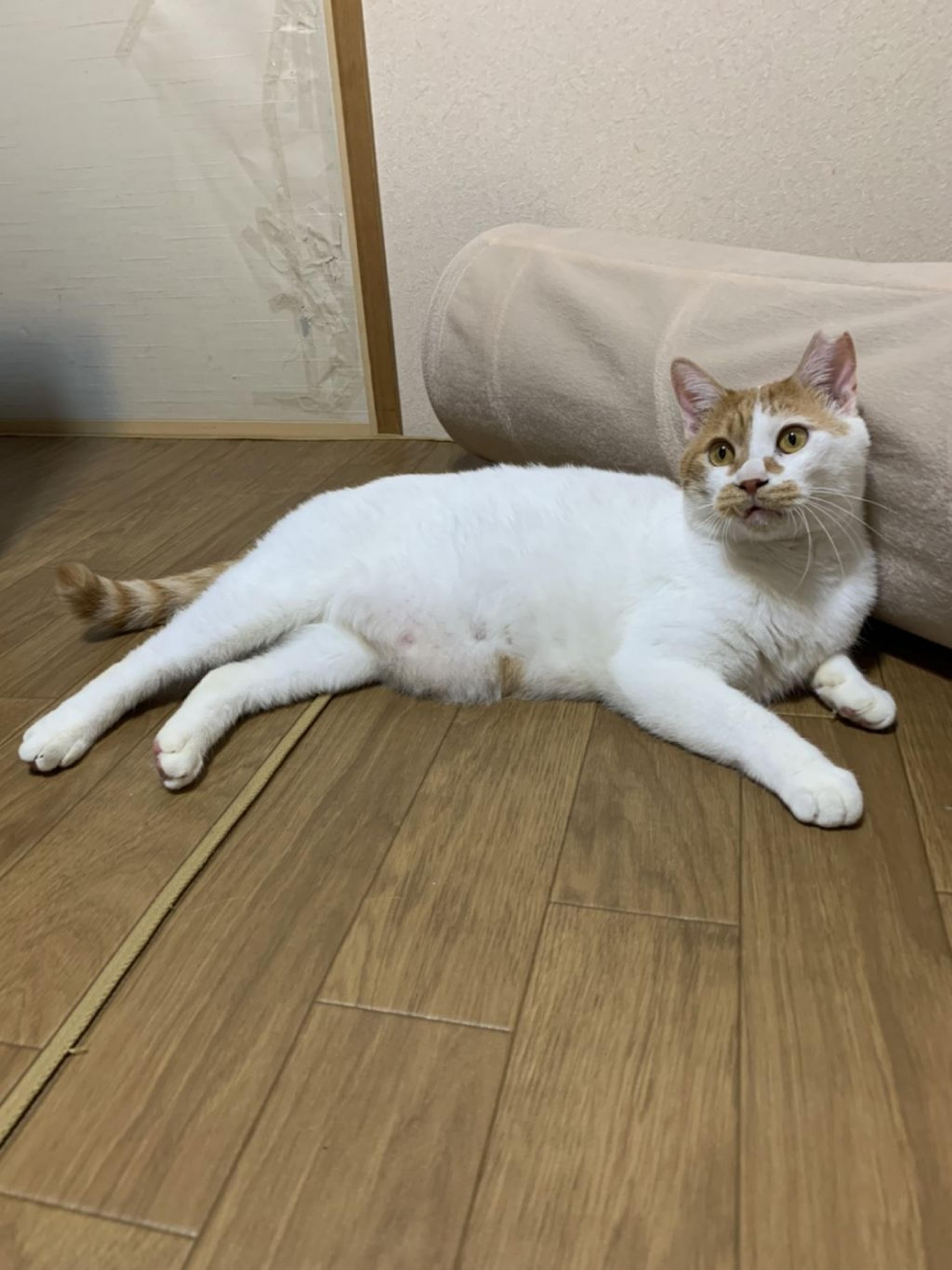 pet-image-3