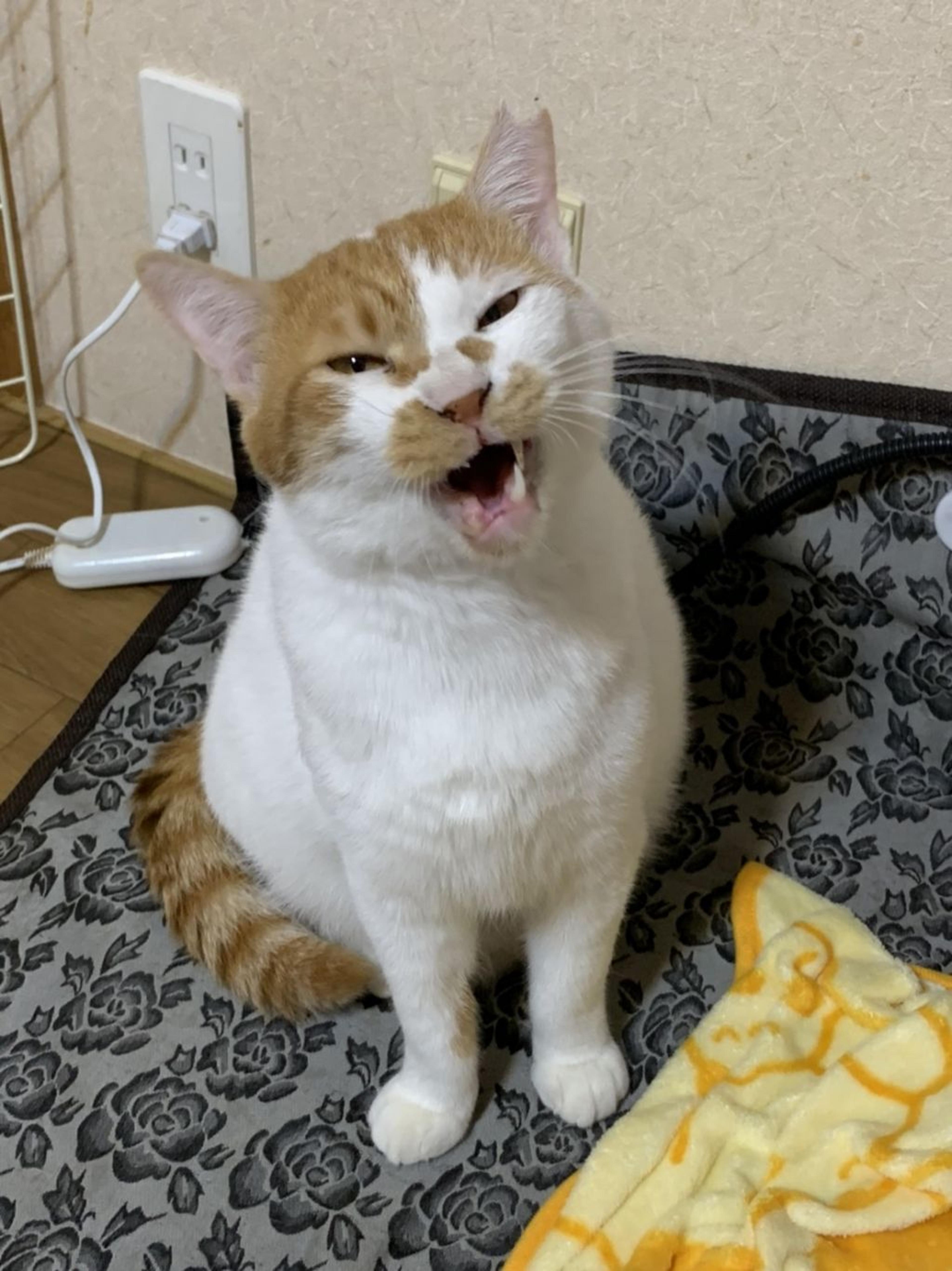 pet-image-4
