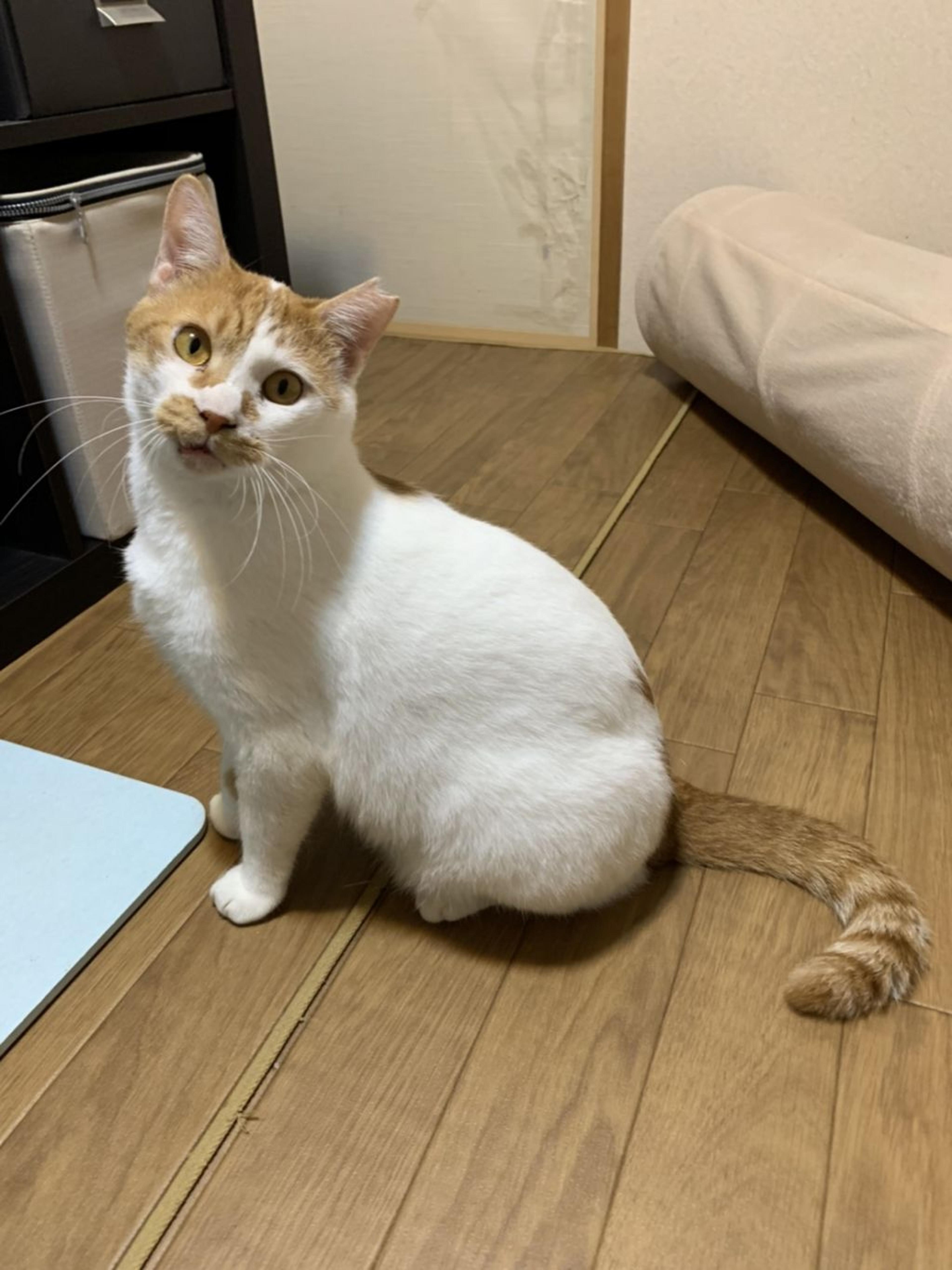 pet-image-5