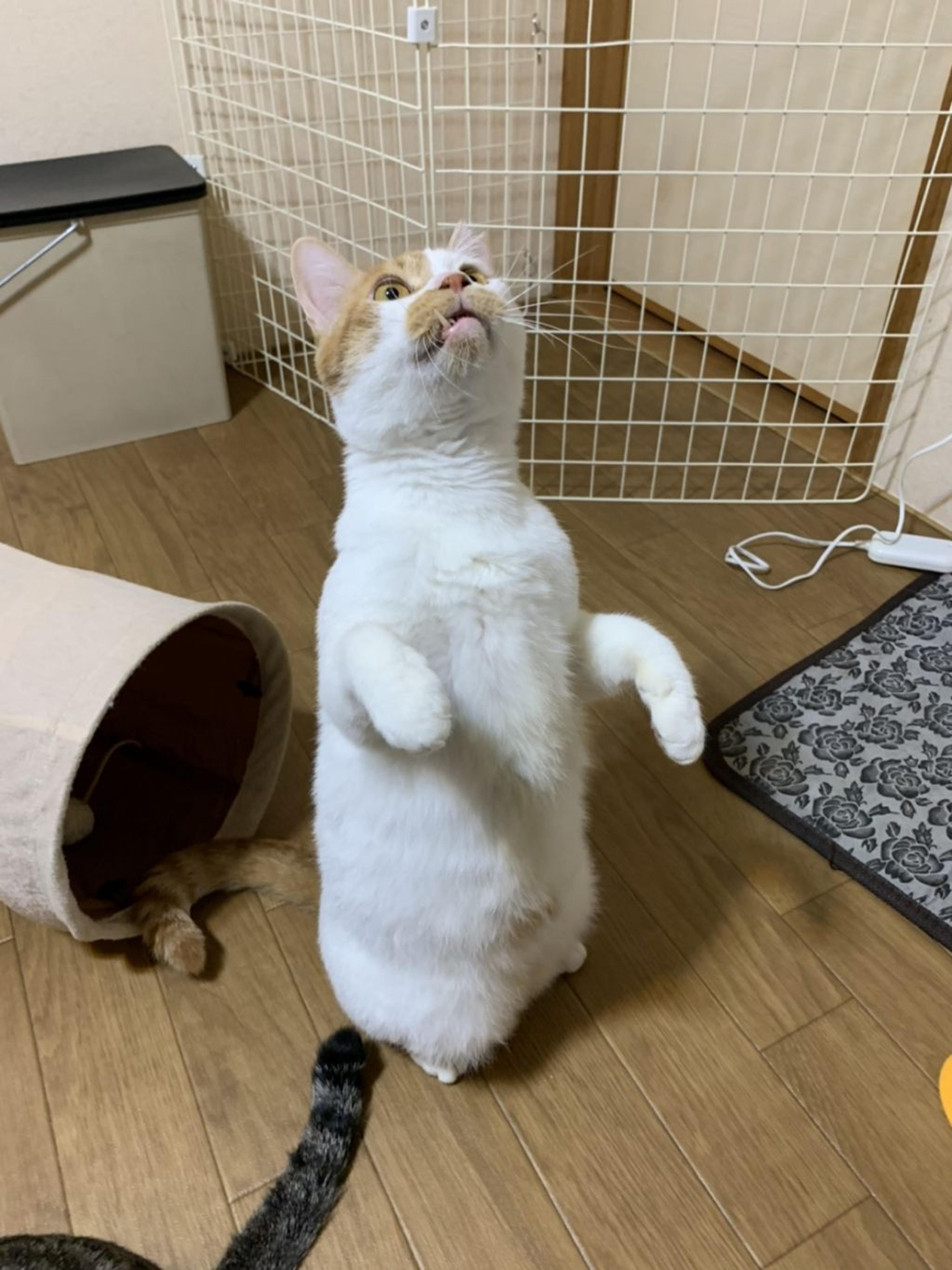 pet-image-6