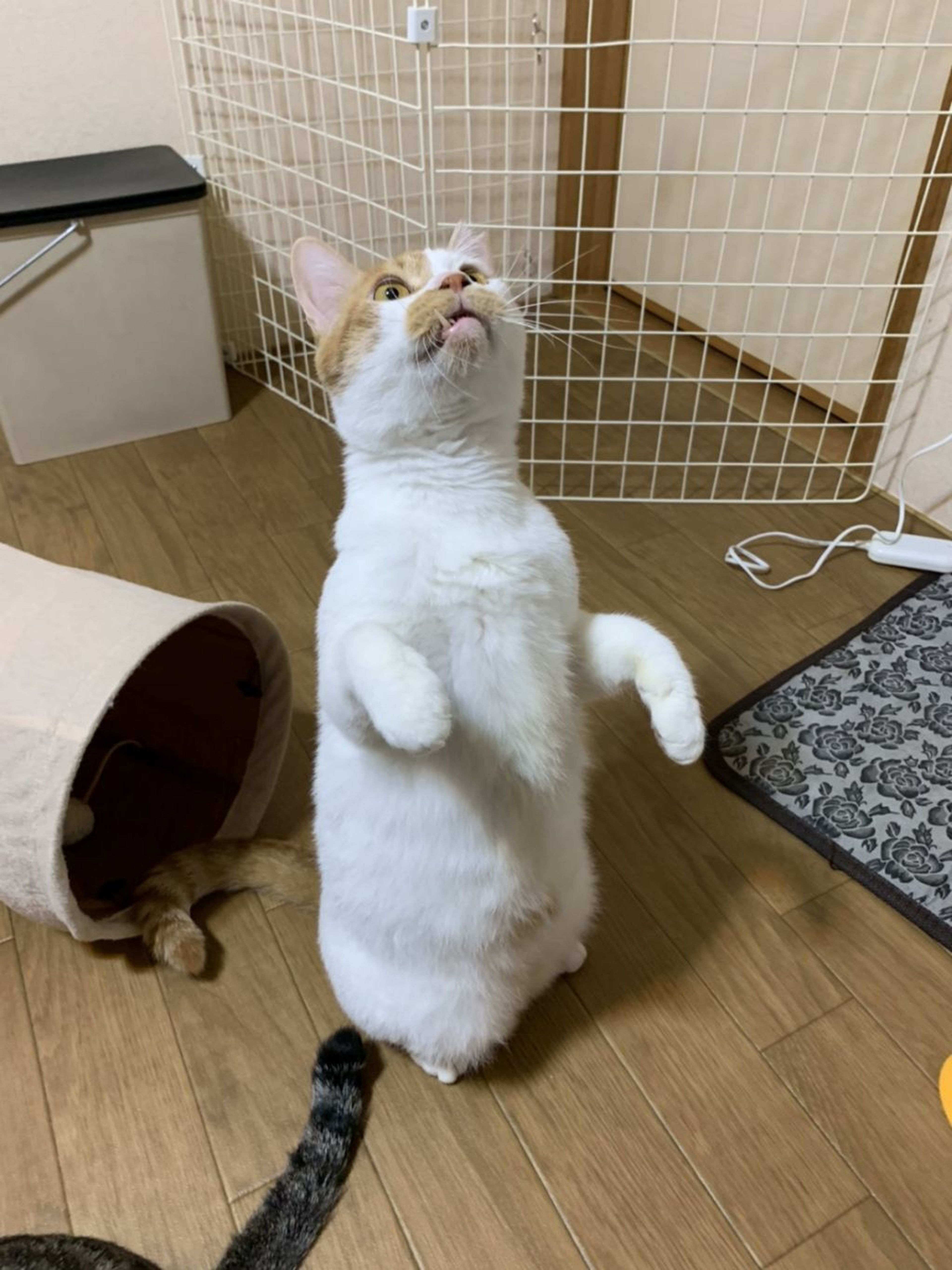 pet-image-6