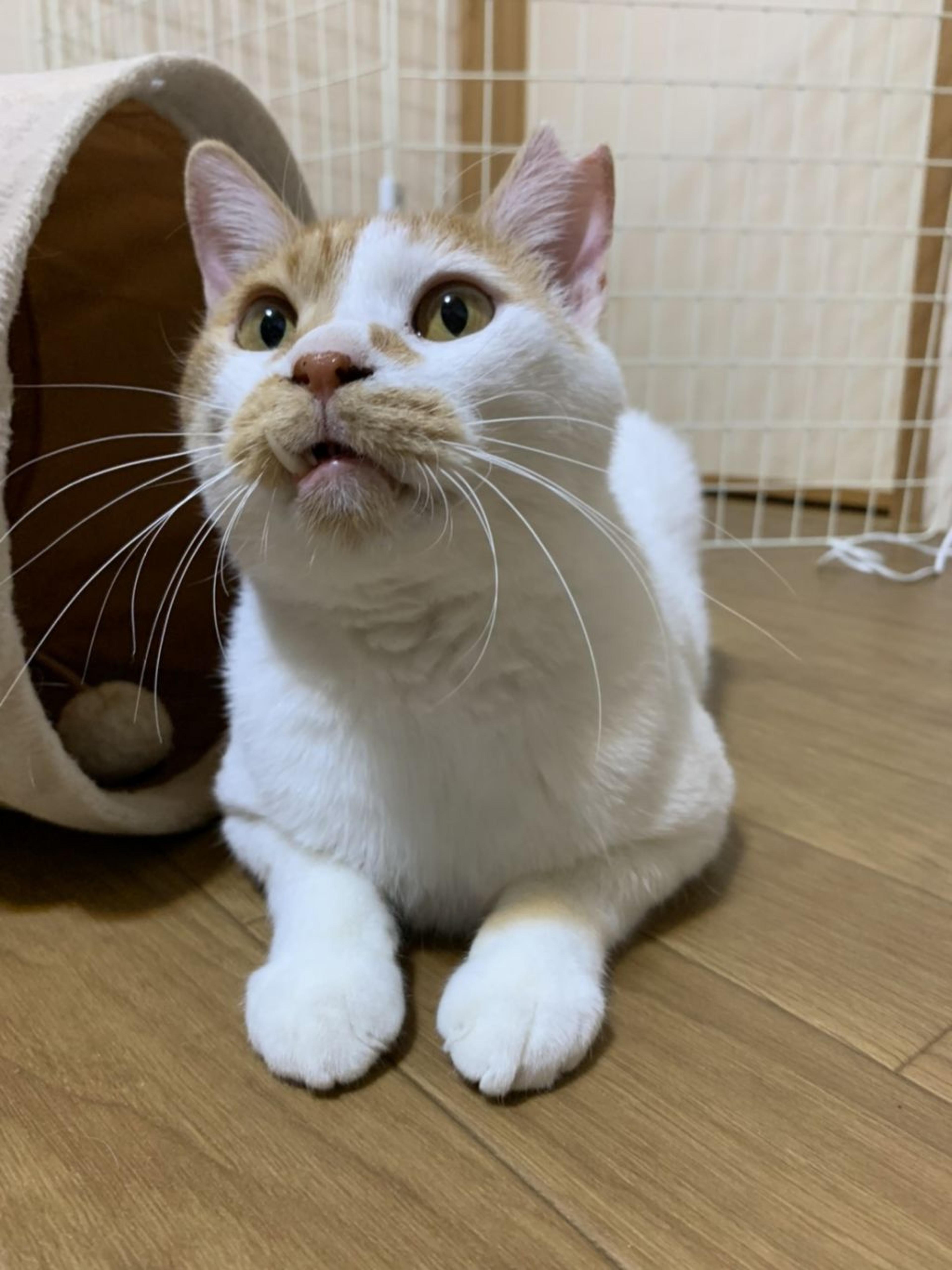 pet-image-7
