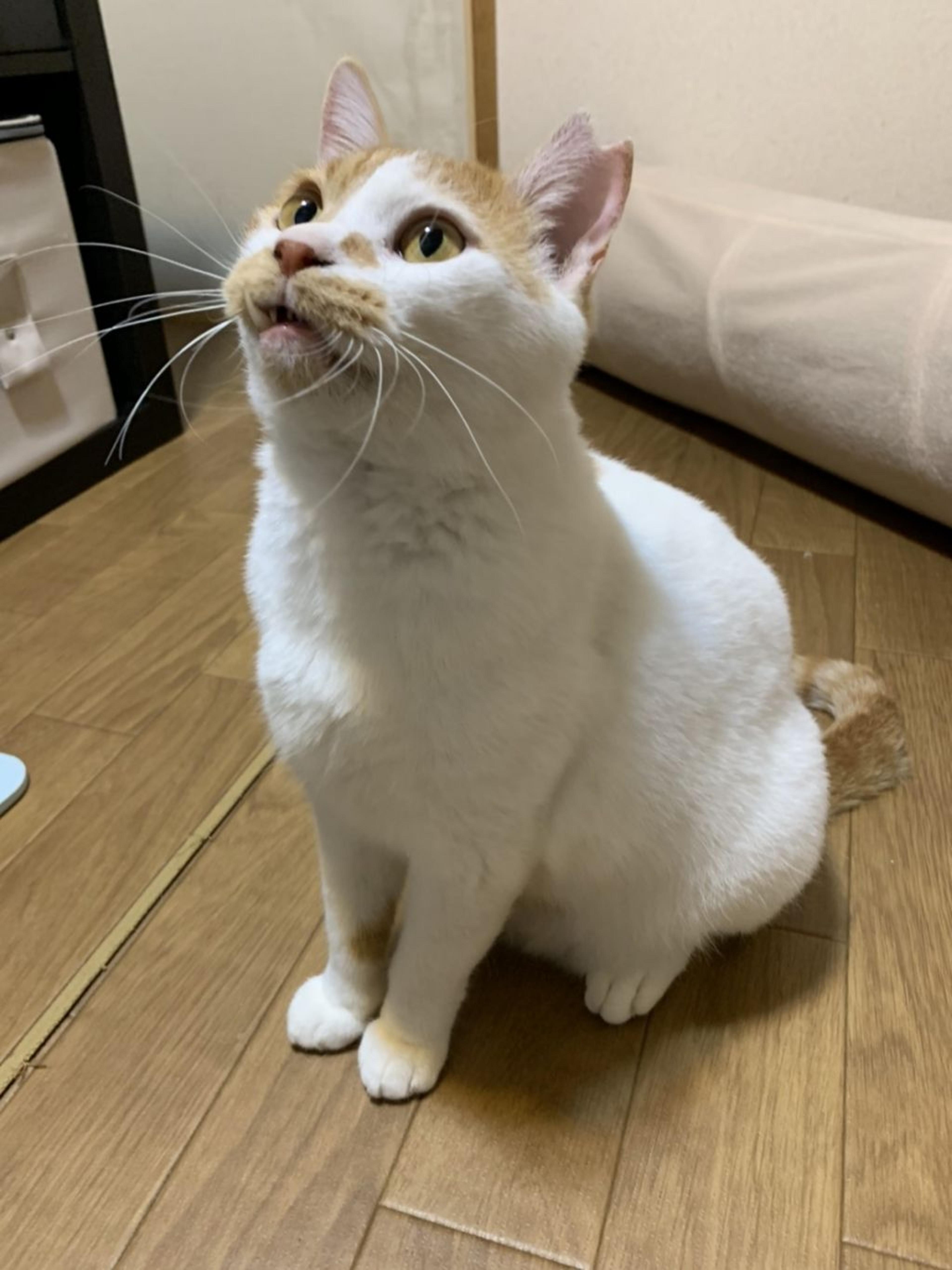pet-image-8