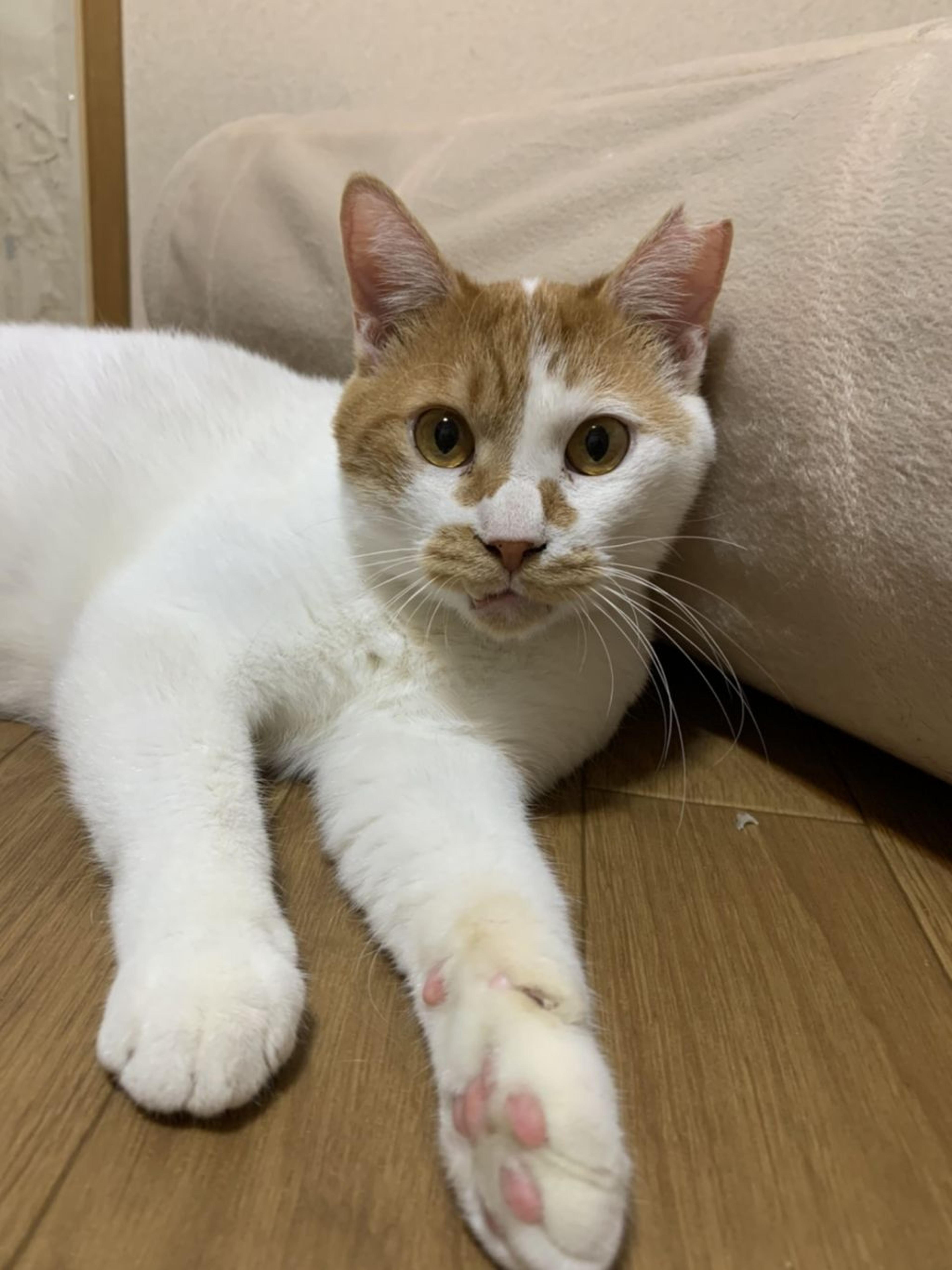 pet-image-9