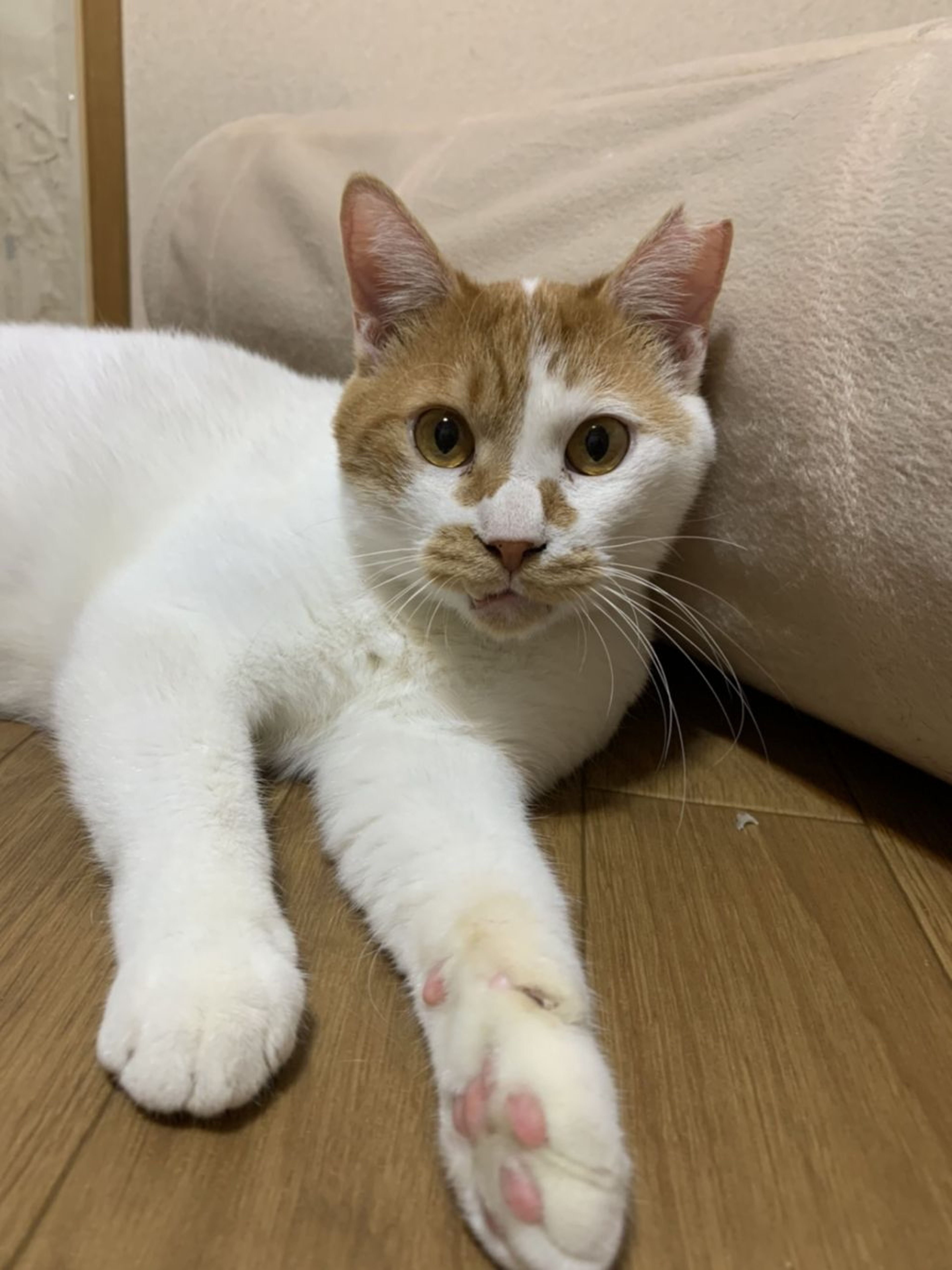 pet-image-9