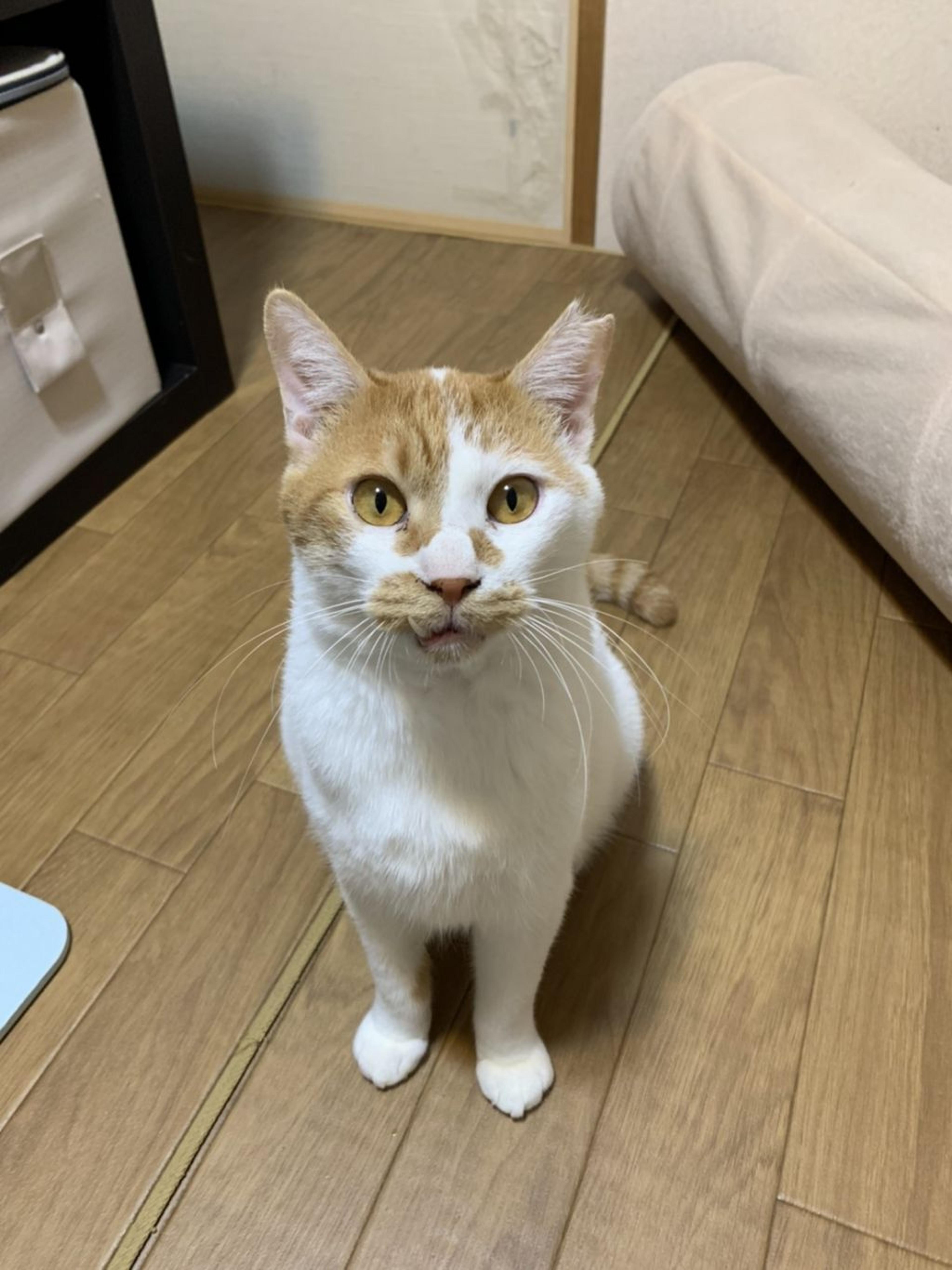 pet-image-10