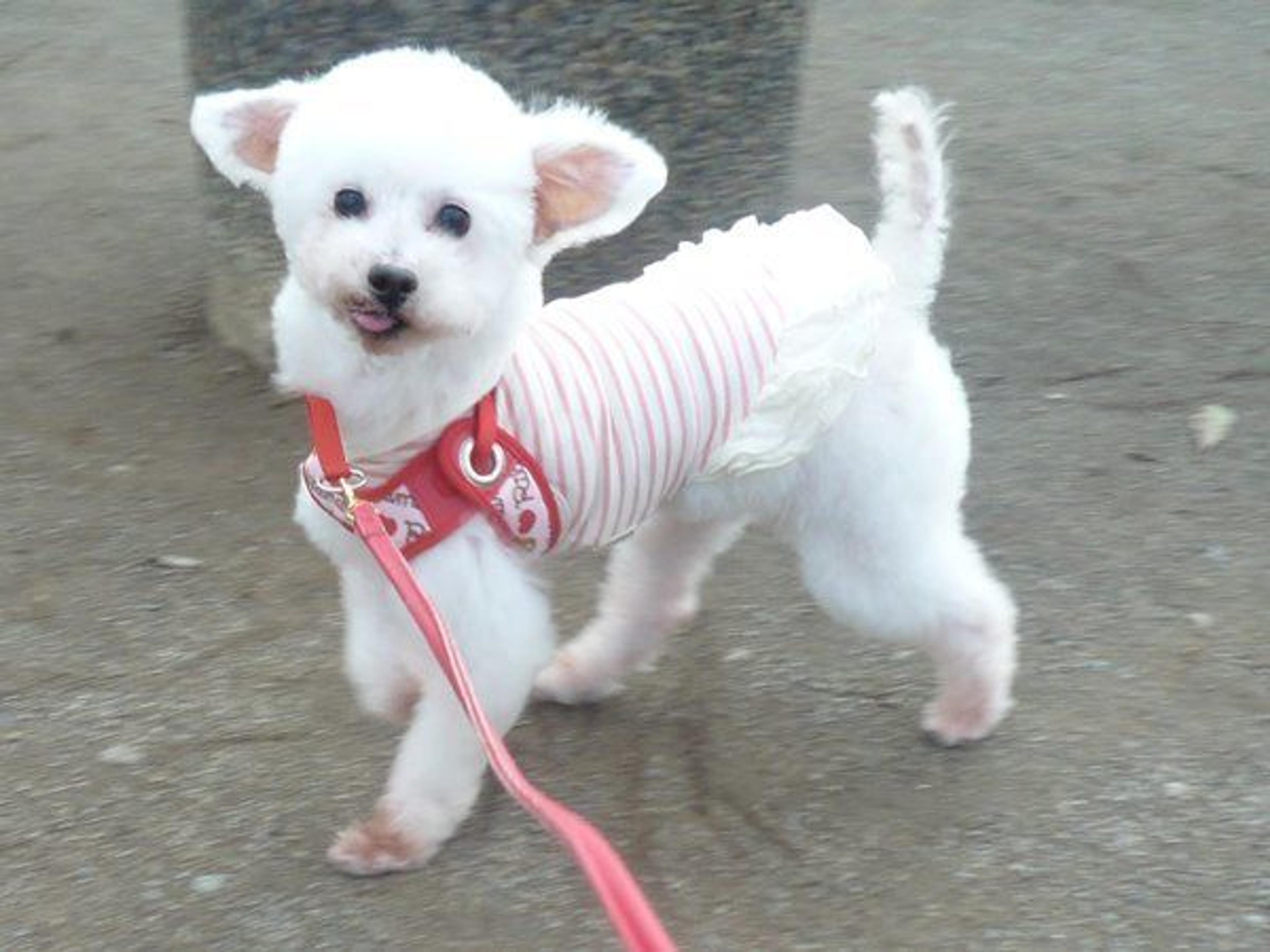 pet-image-2