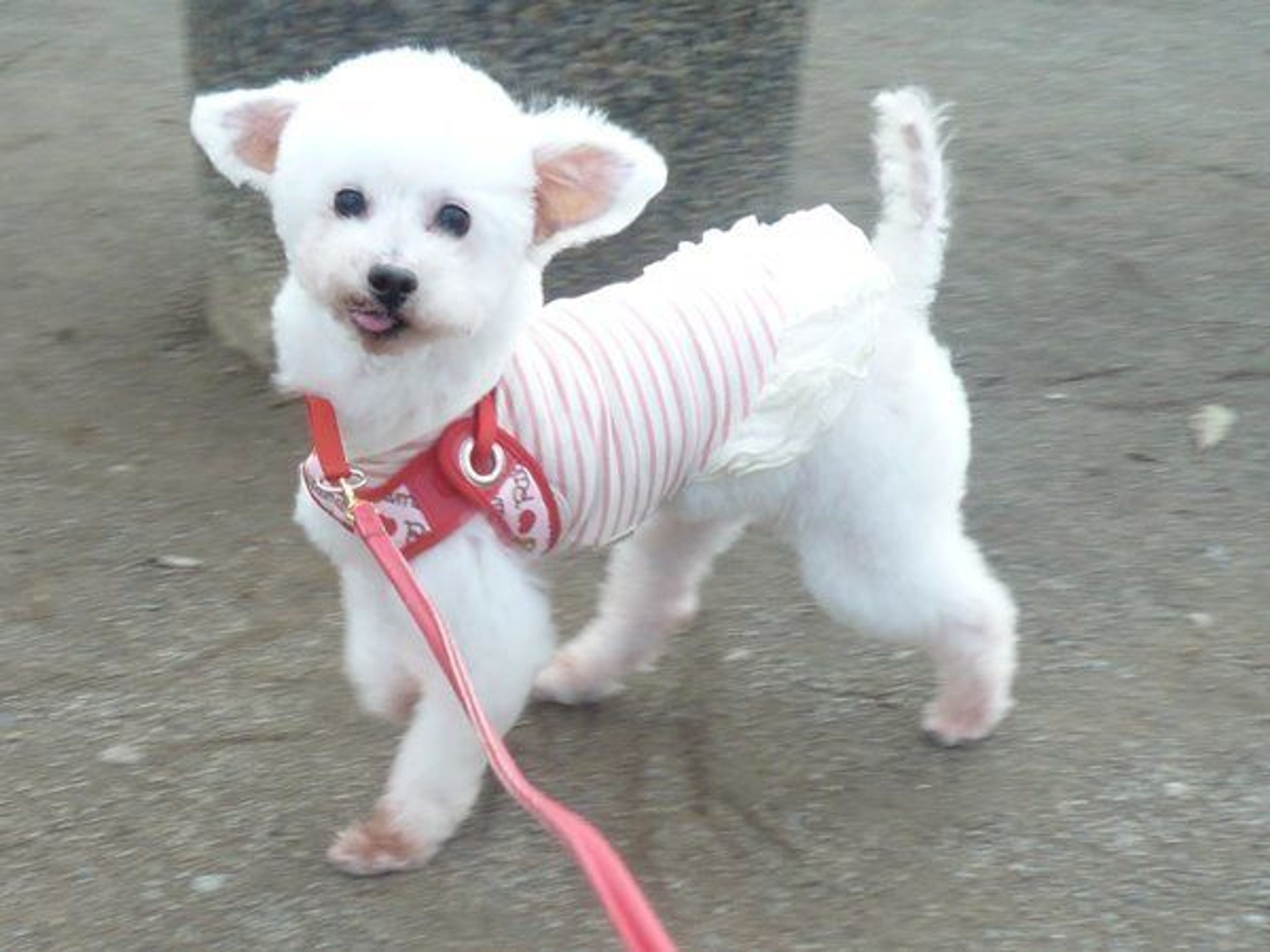 pet-image-2