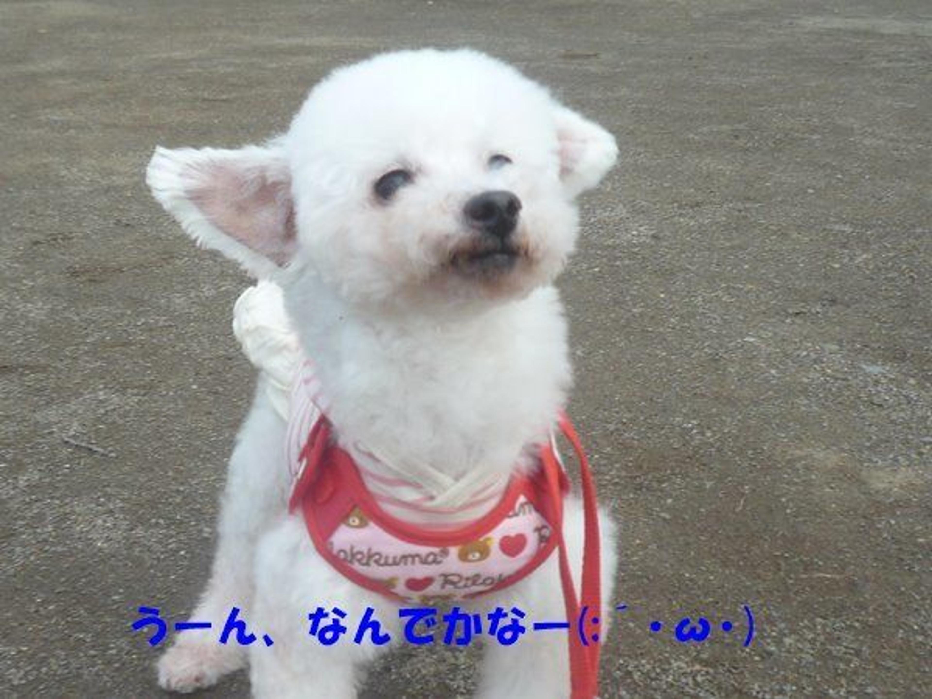pet-image-3