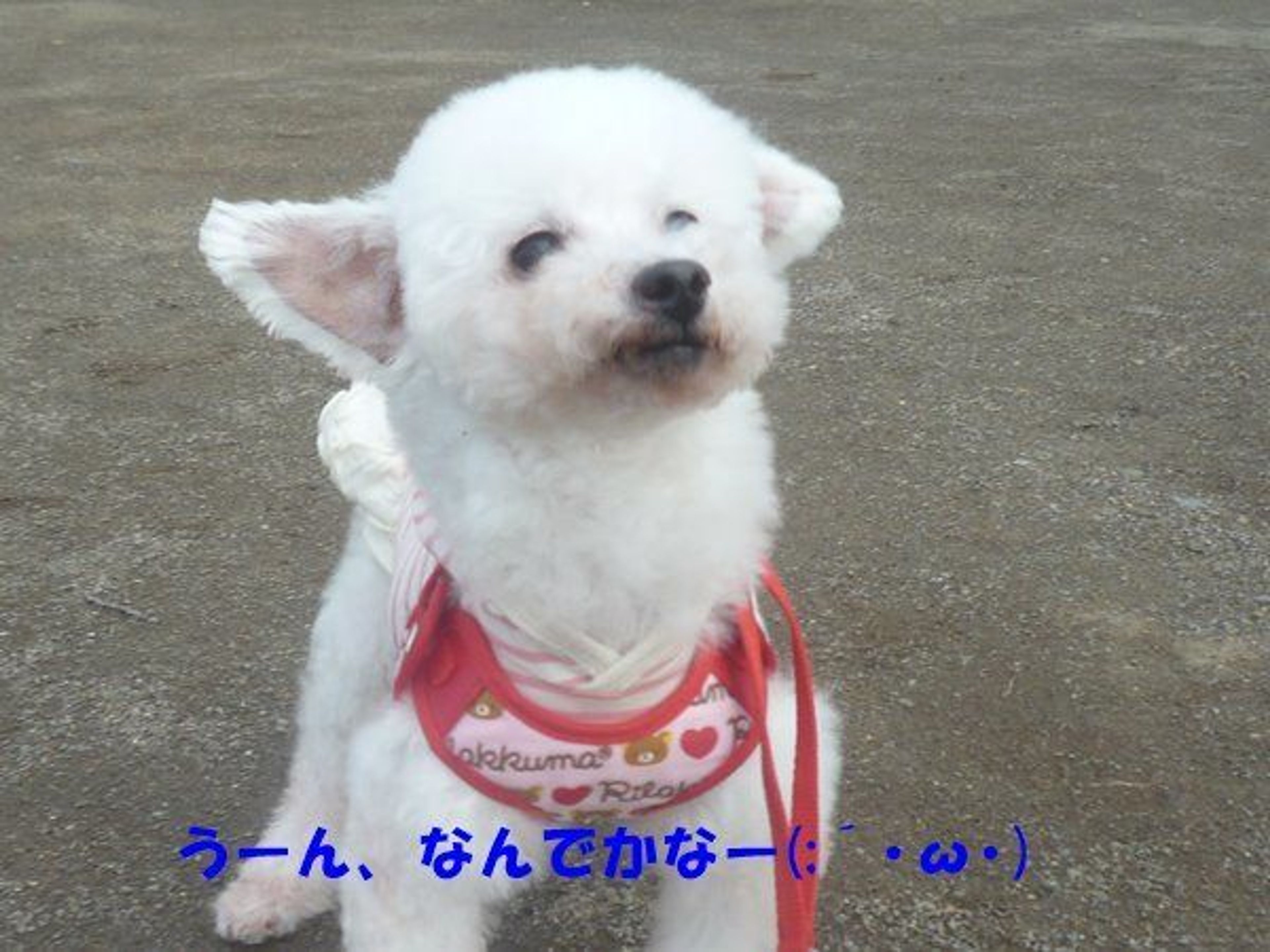 pet-image-3