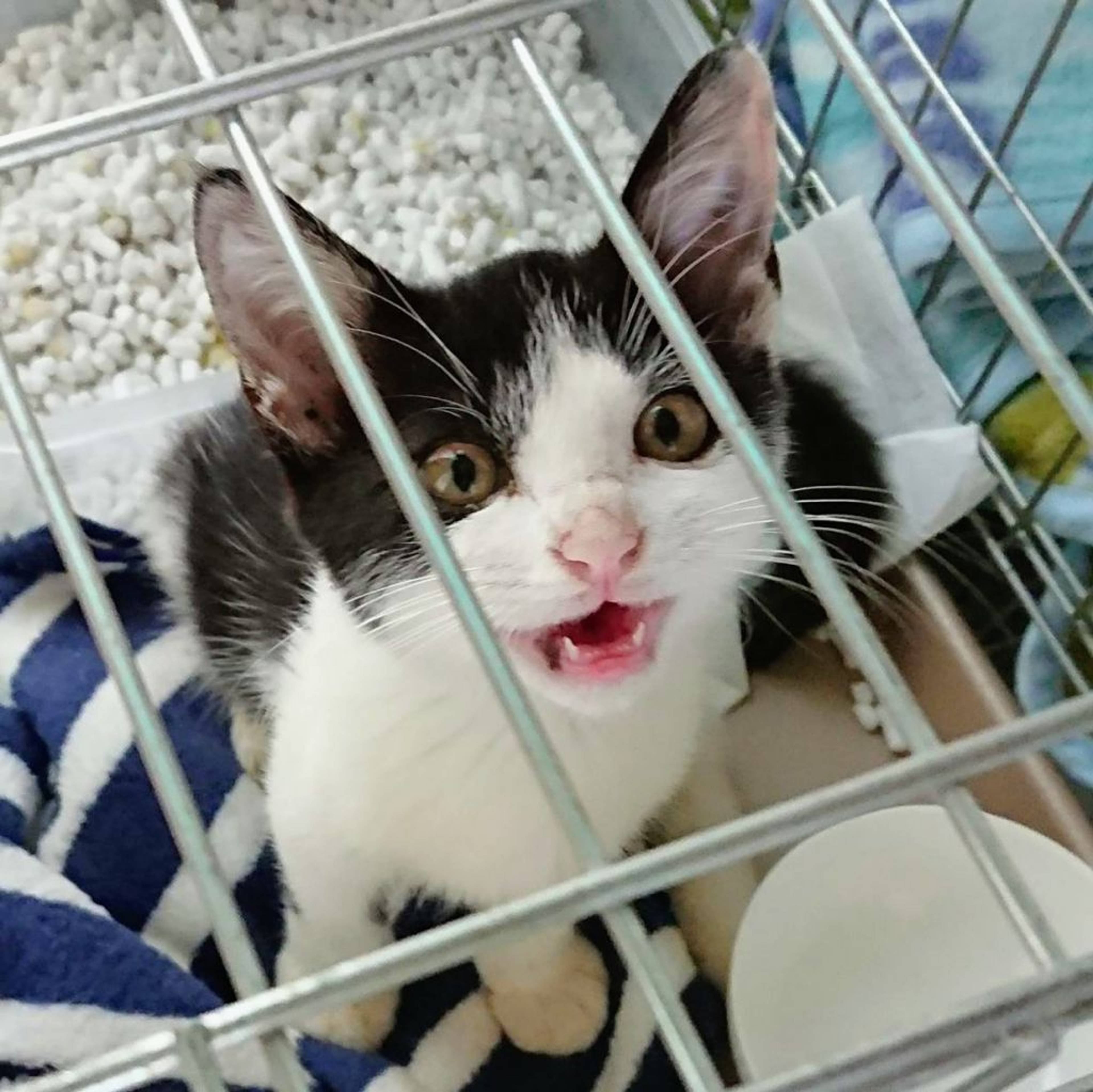 雑種（ミックス猫）・オスの里親募集の写真