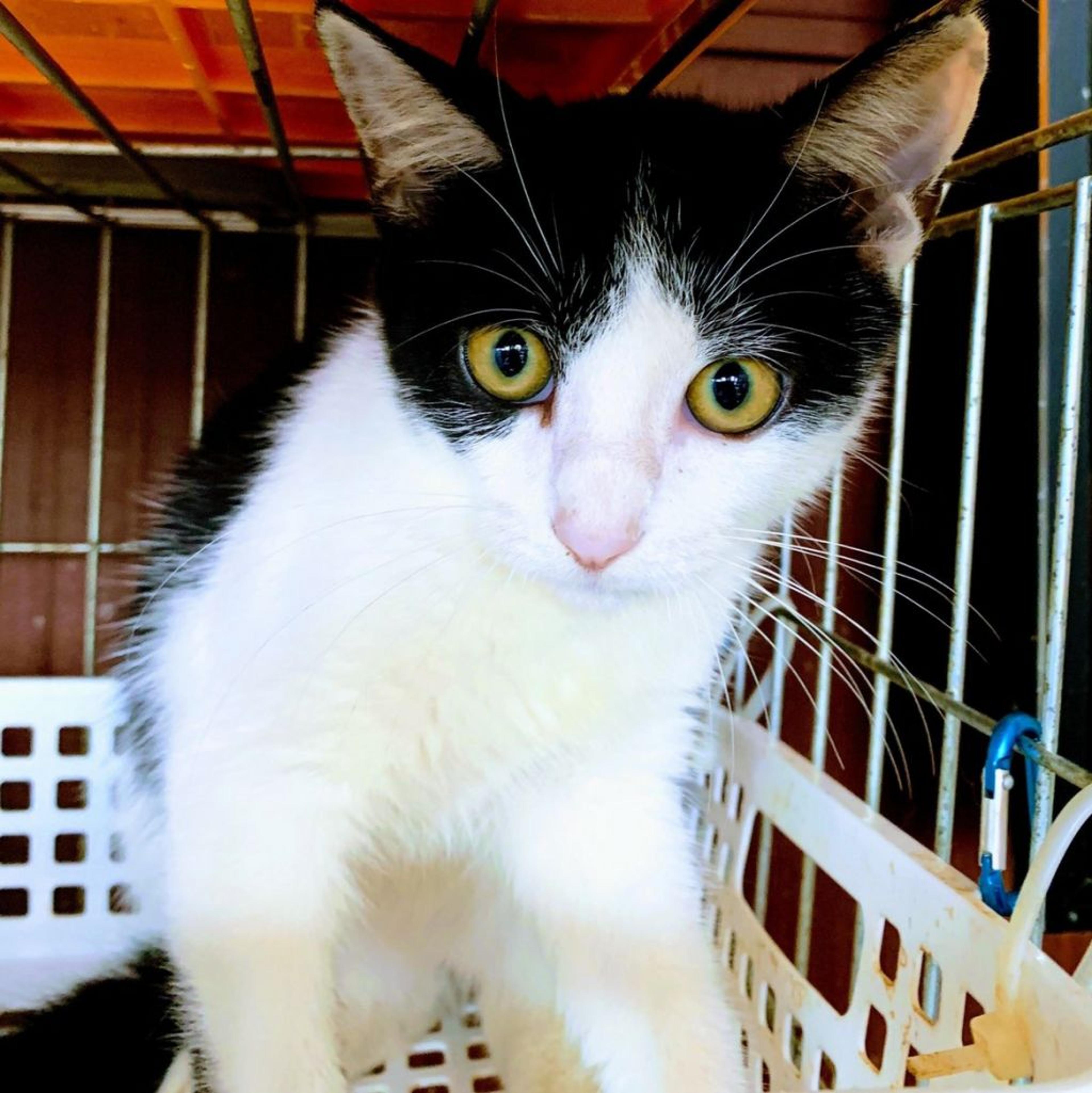 pet-image-3