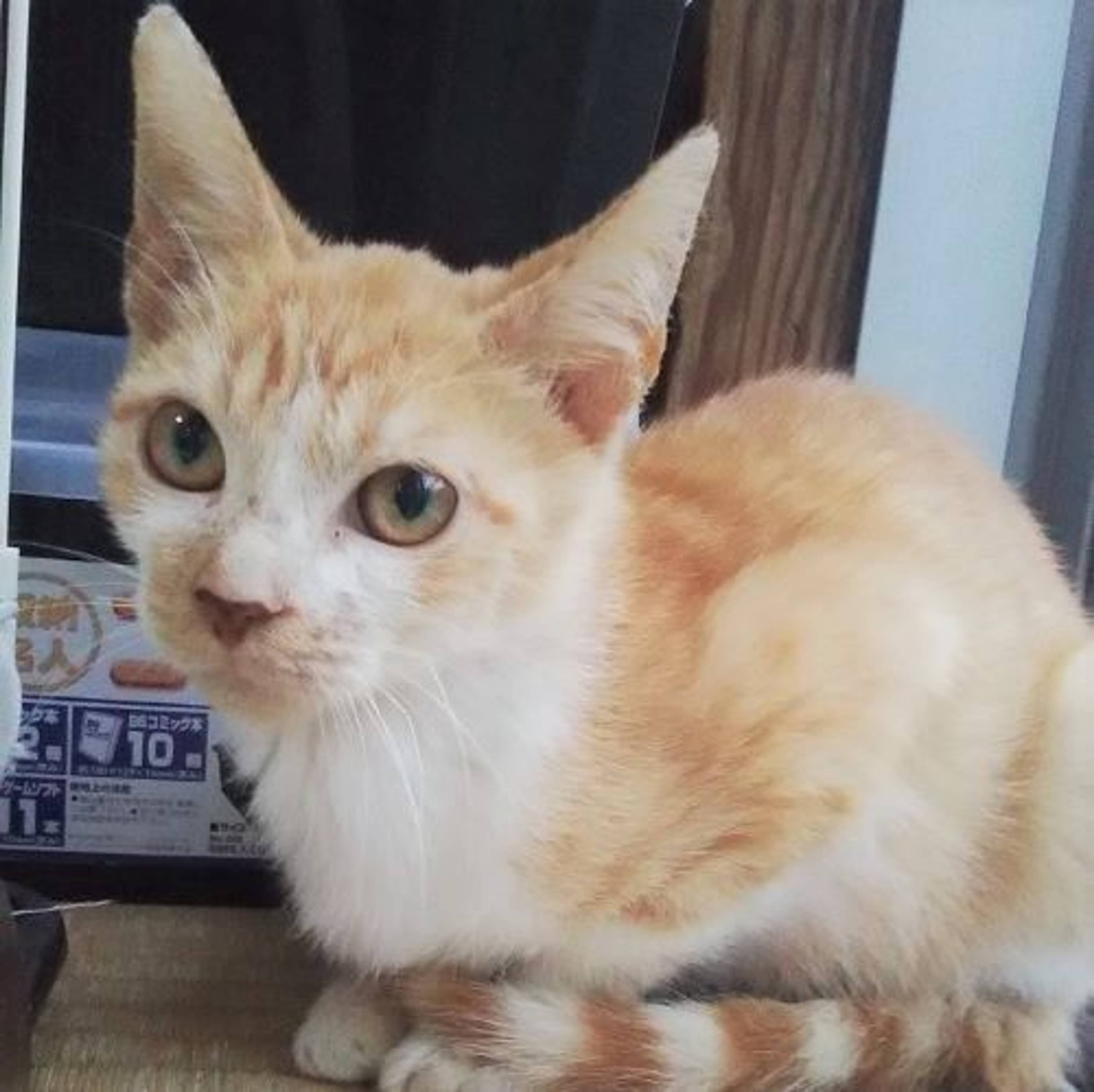 雑種（ミックス猫）・オスの里親募集の写真
