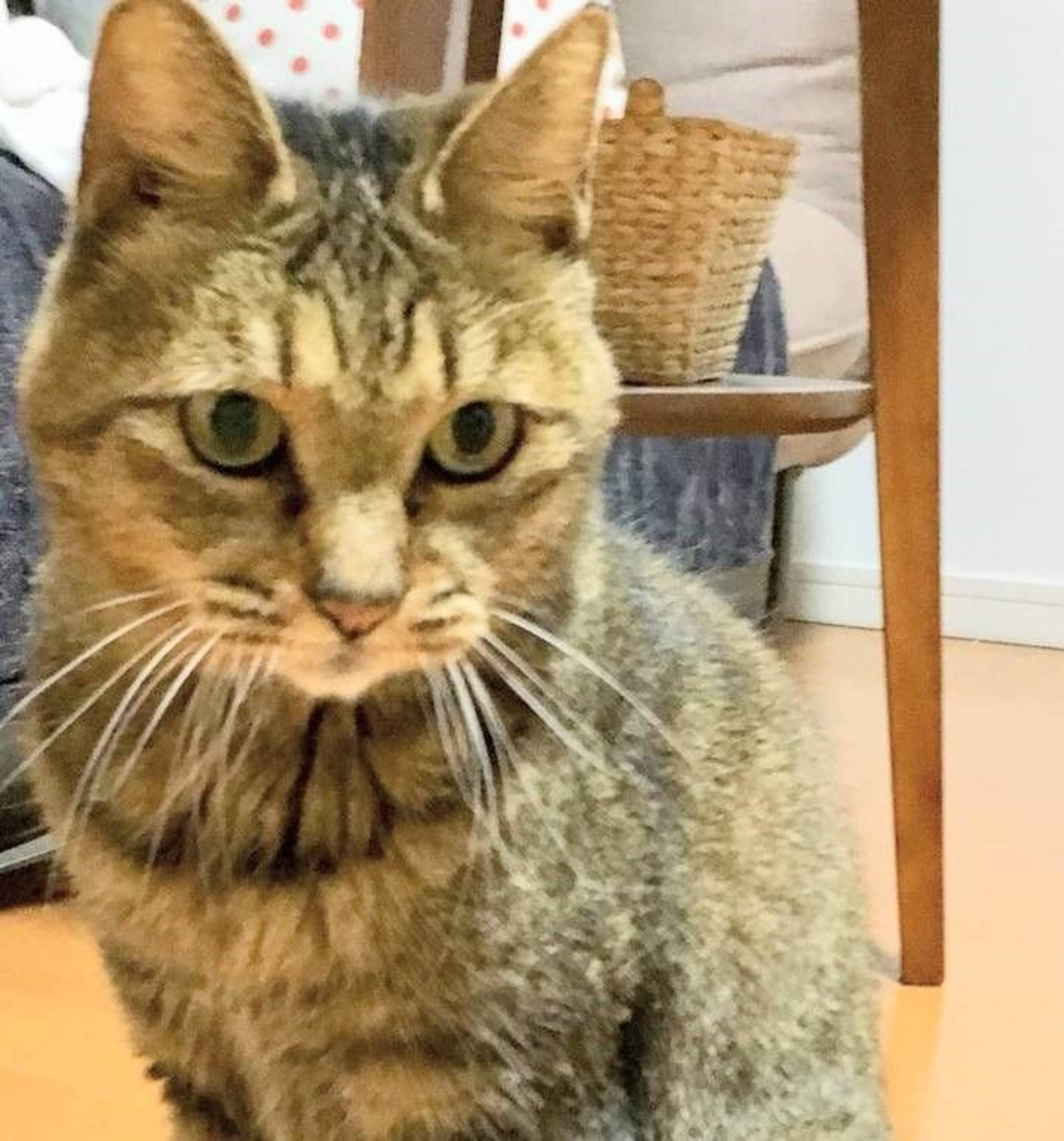 雑種（ミックス猫）・メスの里親募集の写真