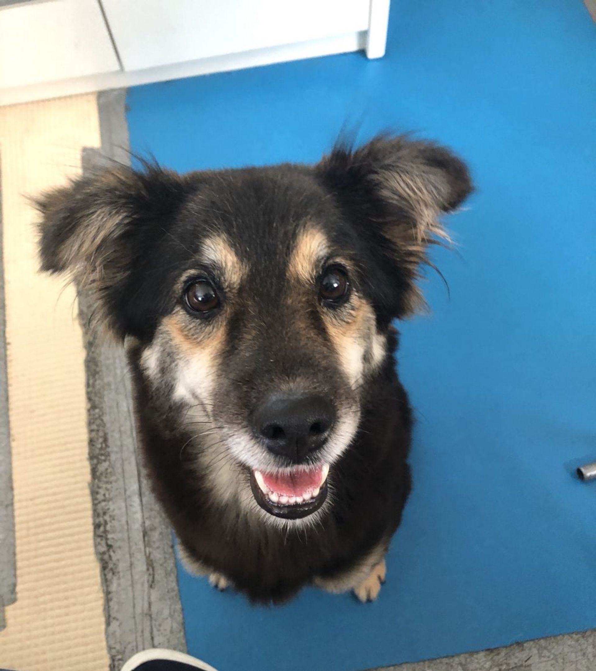 雑種（ミックス犬）・メスの里親募集の写真