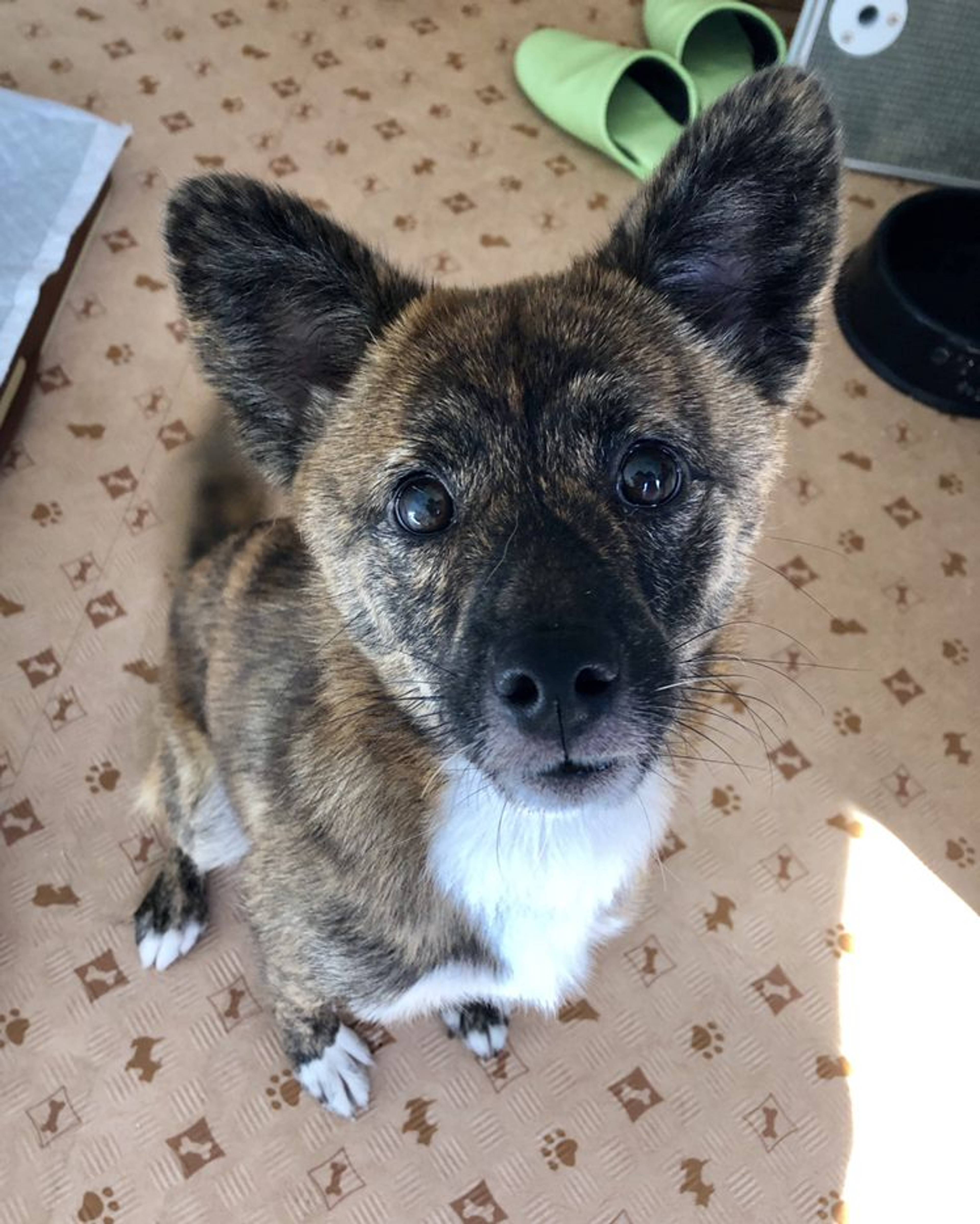 雑種（ミックス犬）・メスの里親募集の写真