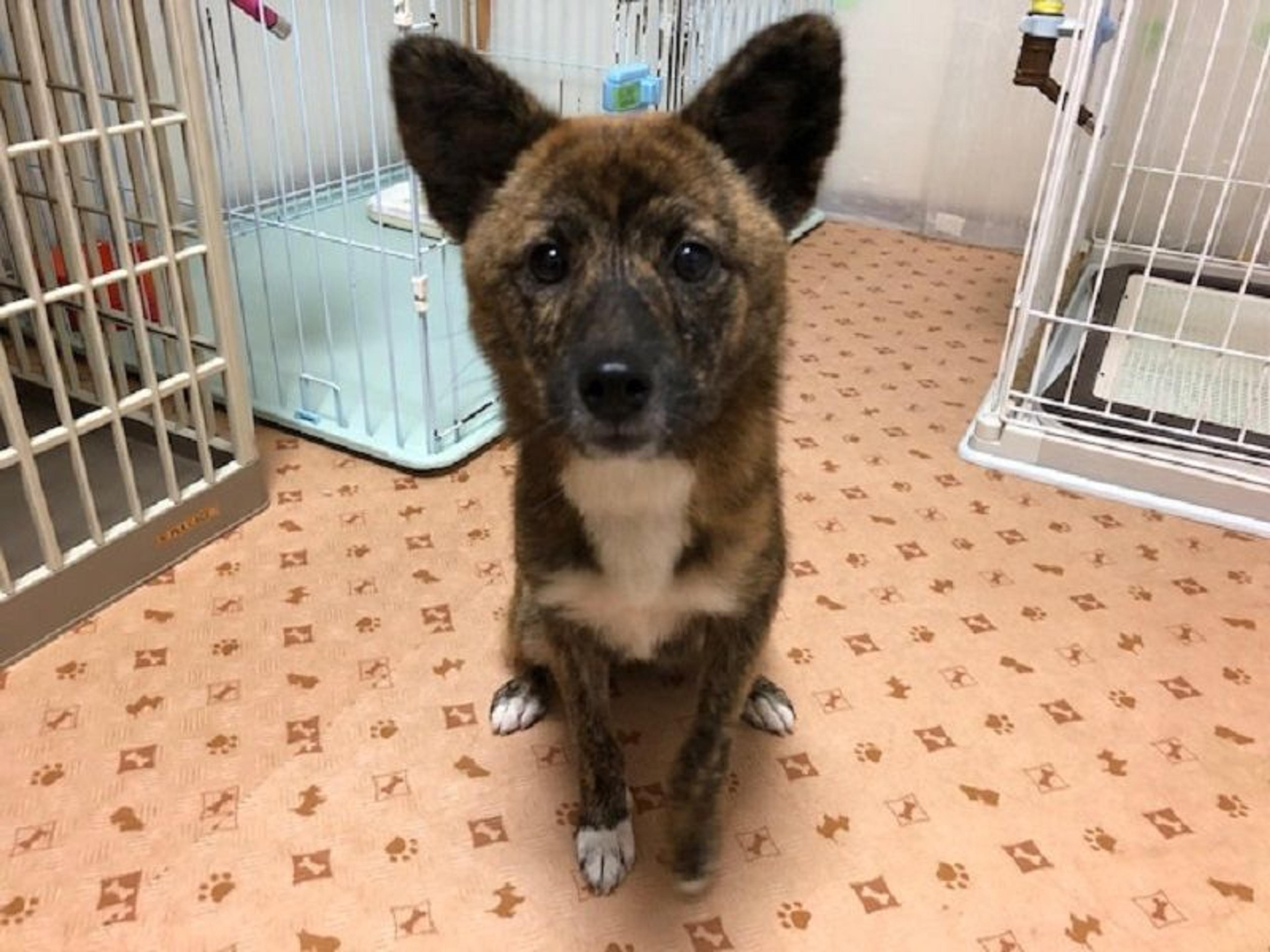 pet-image-2