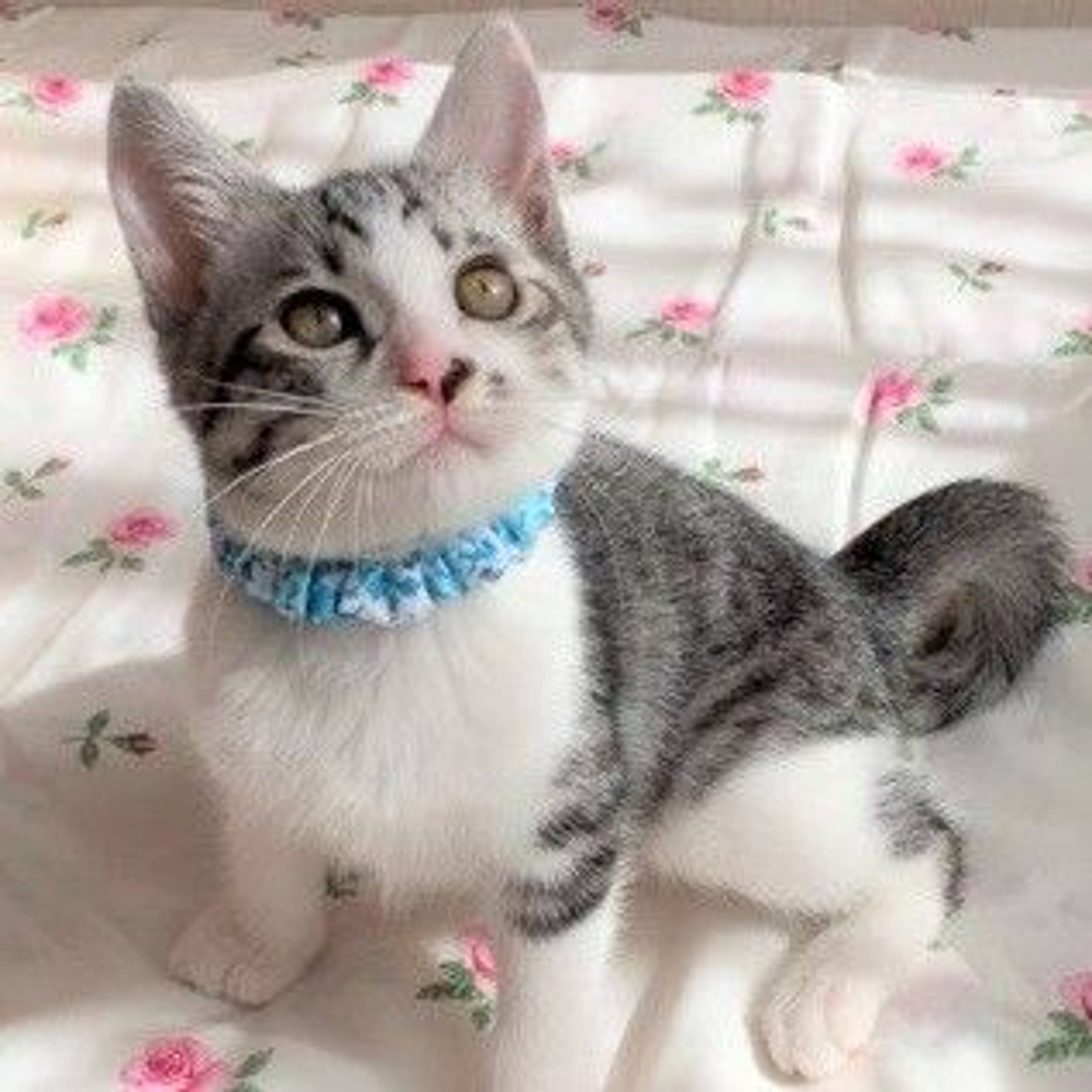 雑種（ミックス猫）・オスの里親募集の写真