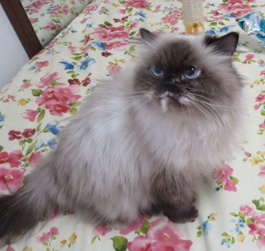ポンコちゃんの写真