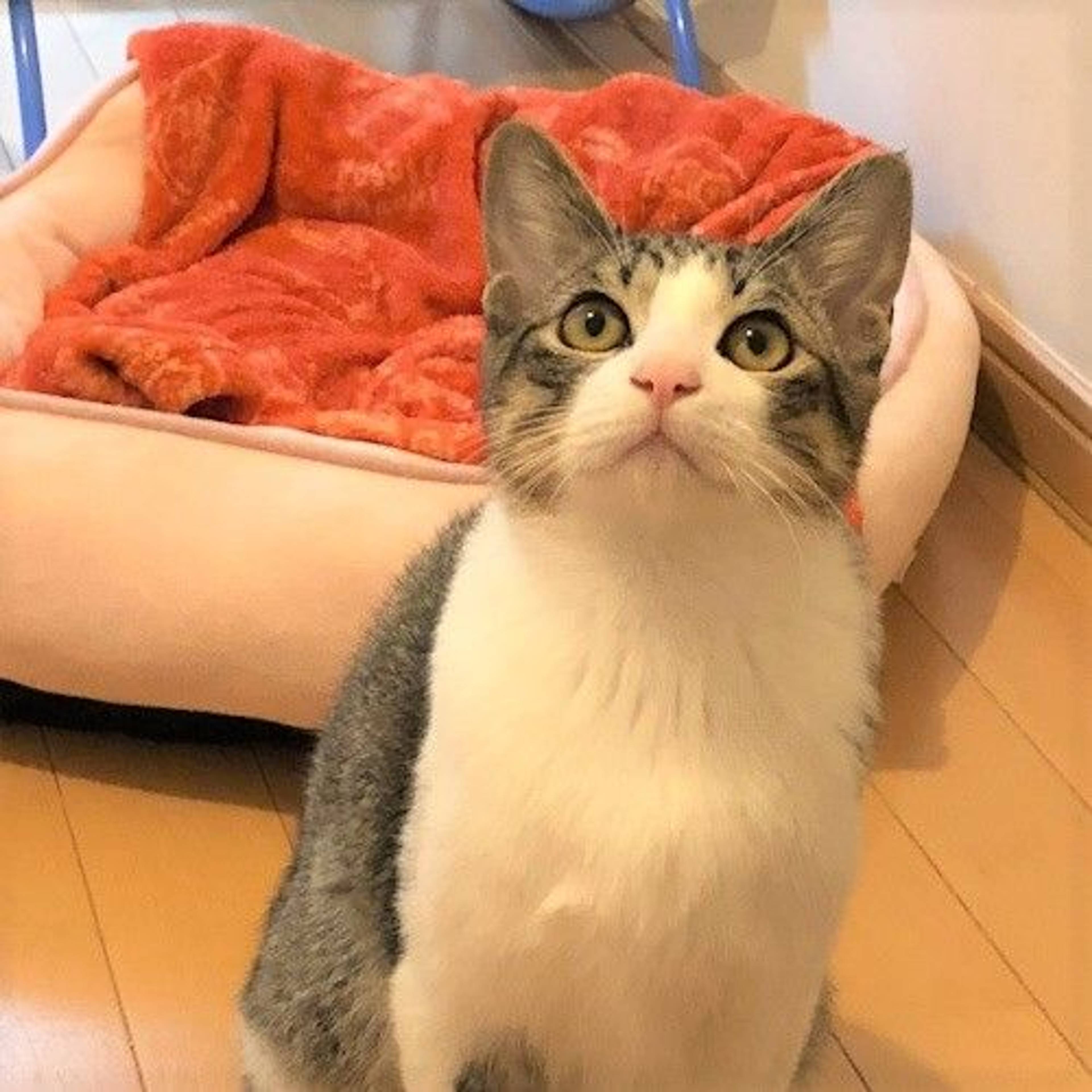 雑種（ミックス猫）・オスの里親募集の写真