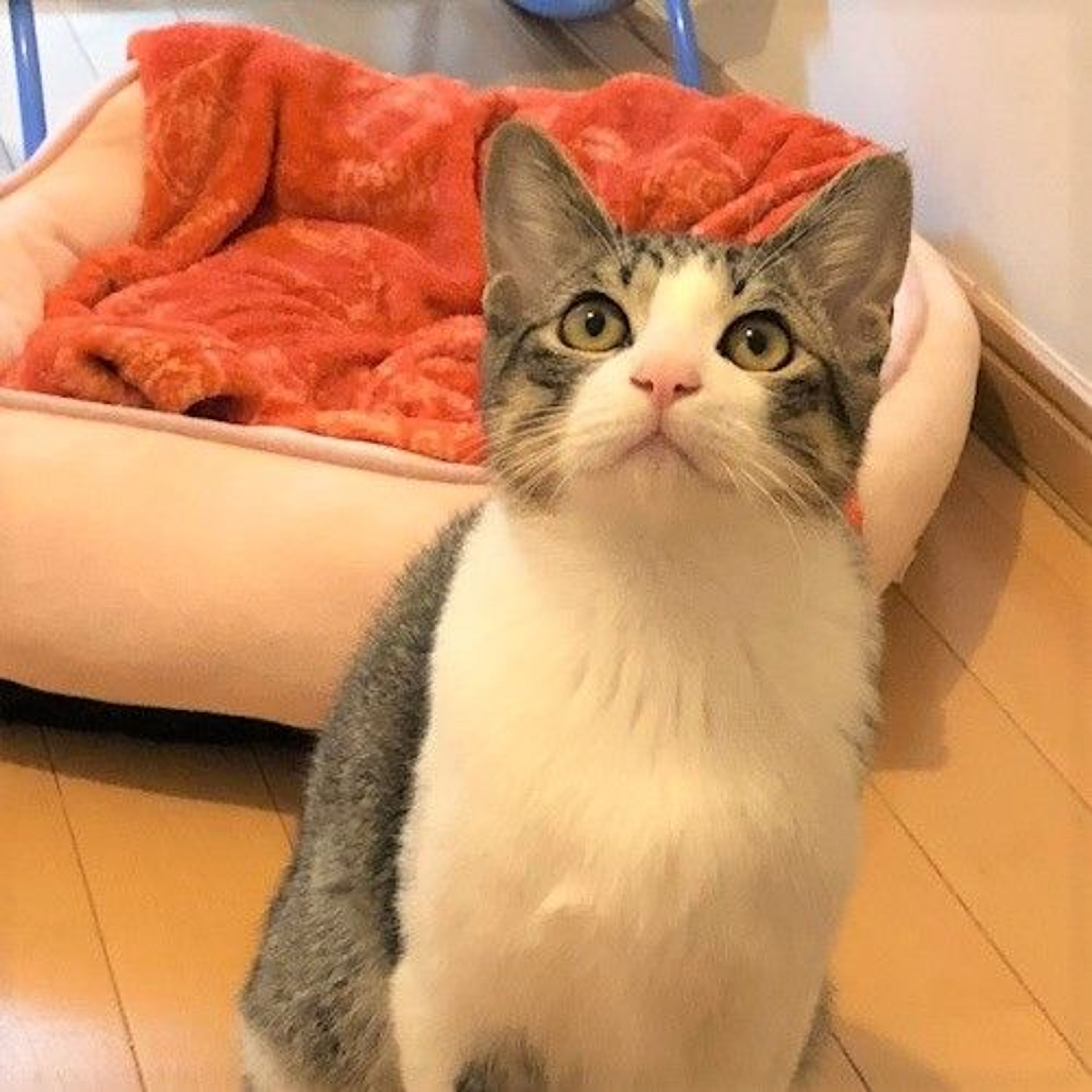 雑種（ミックス猫）・オスの里親募集の写真