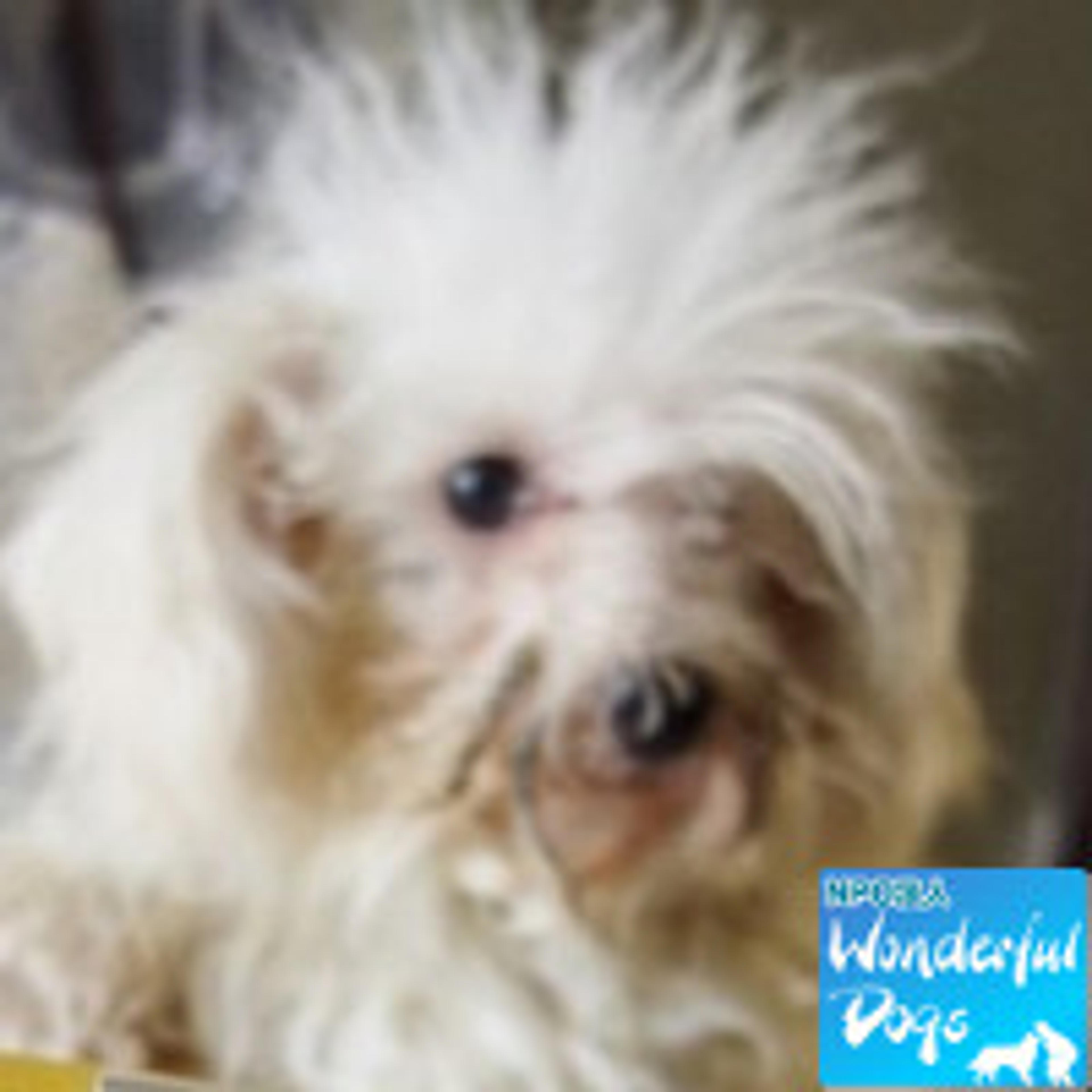 pet-image-2