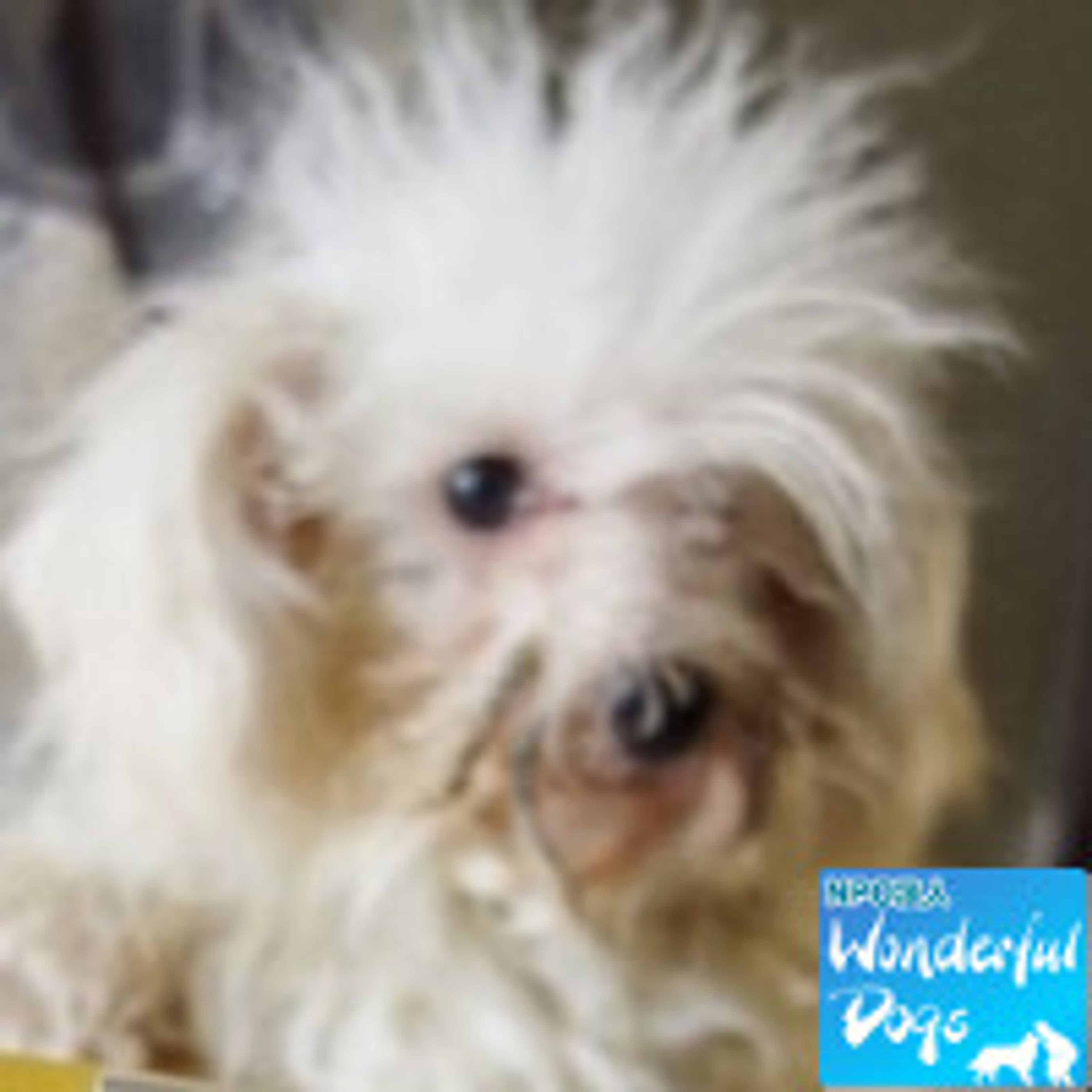 pet-image-2