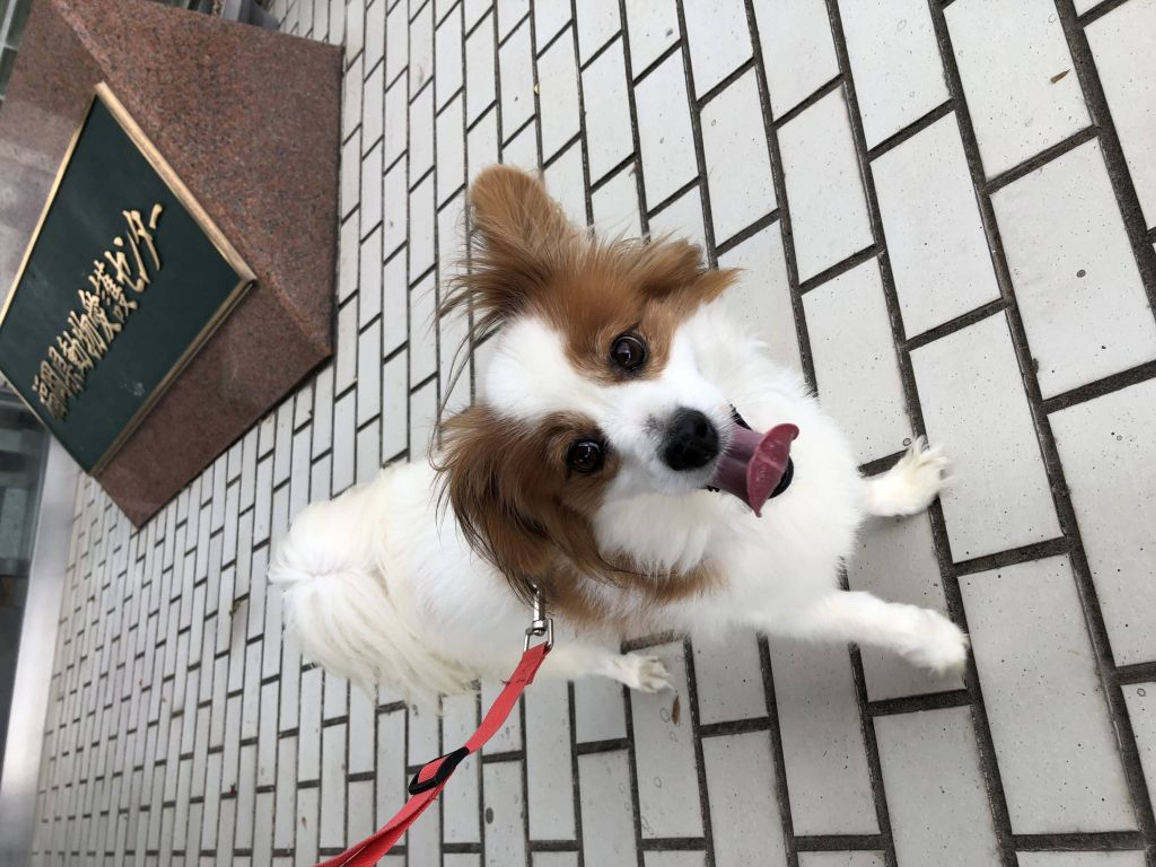 パピヨン・オスの里親募集の写真
