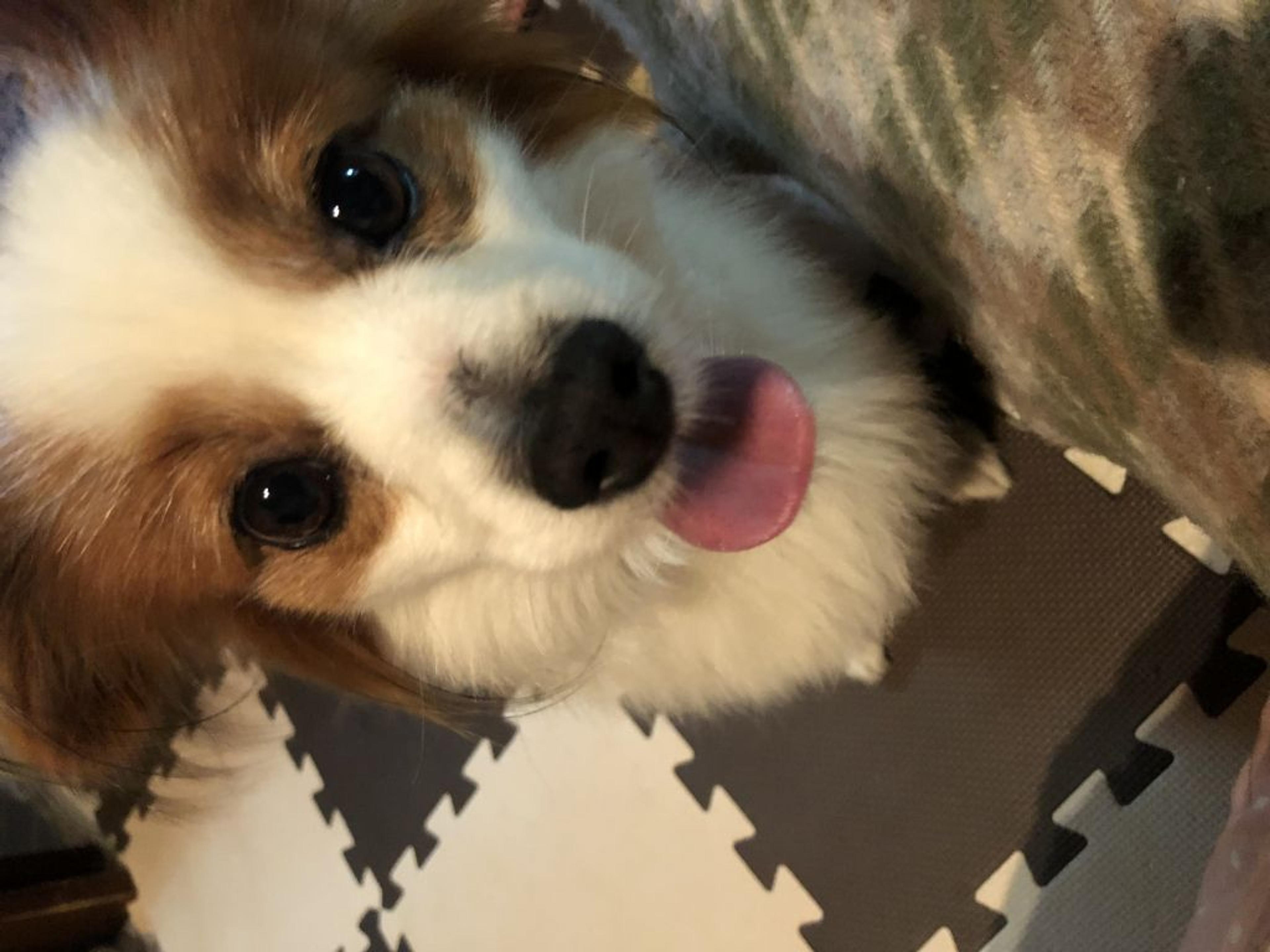 pet-image-2