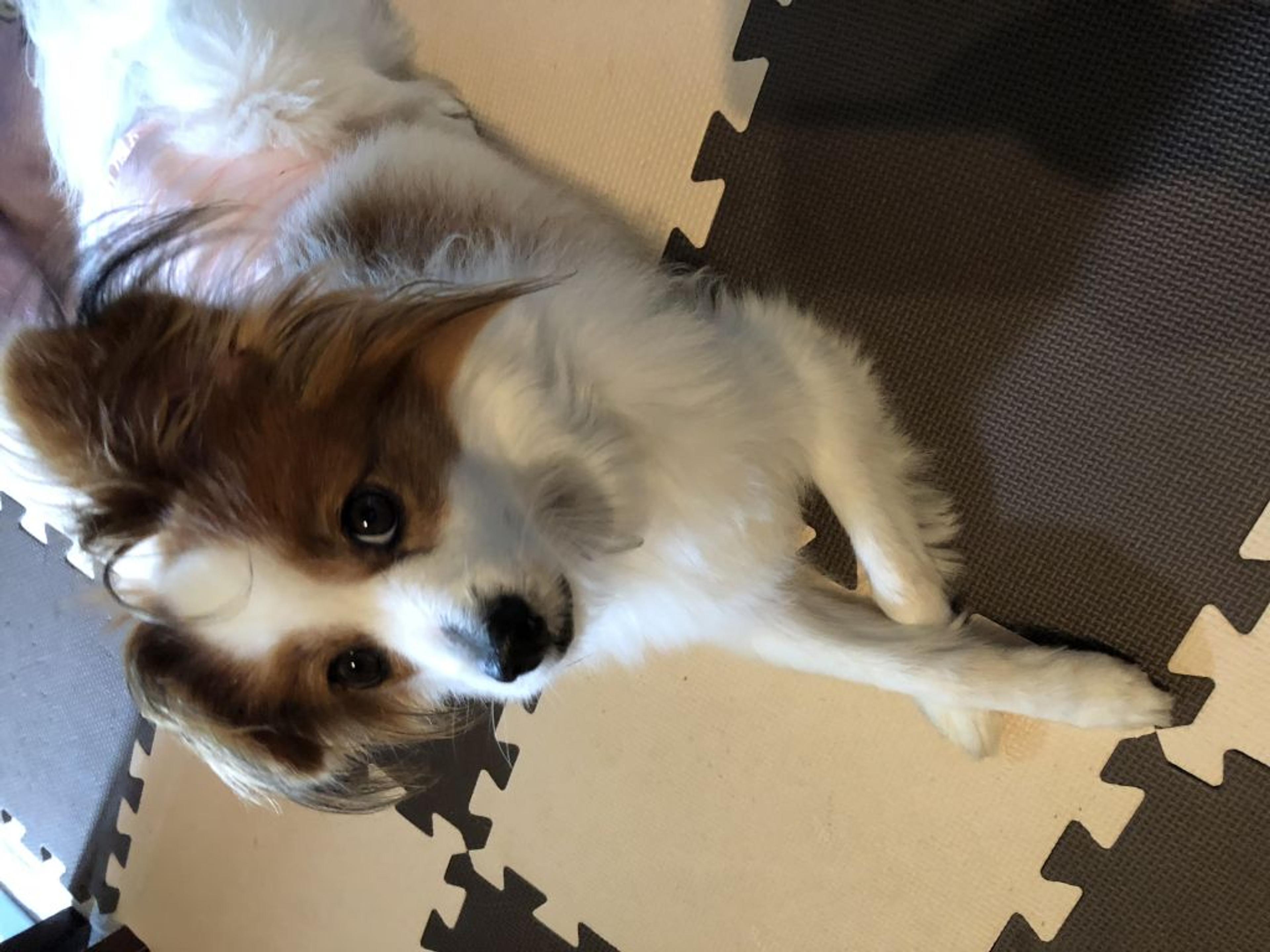 pet-image-3