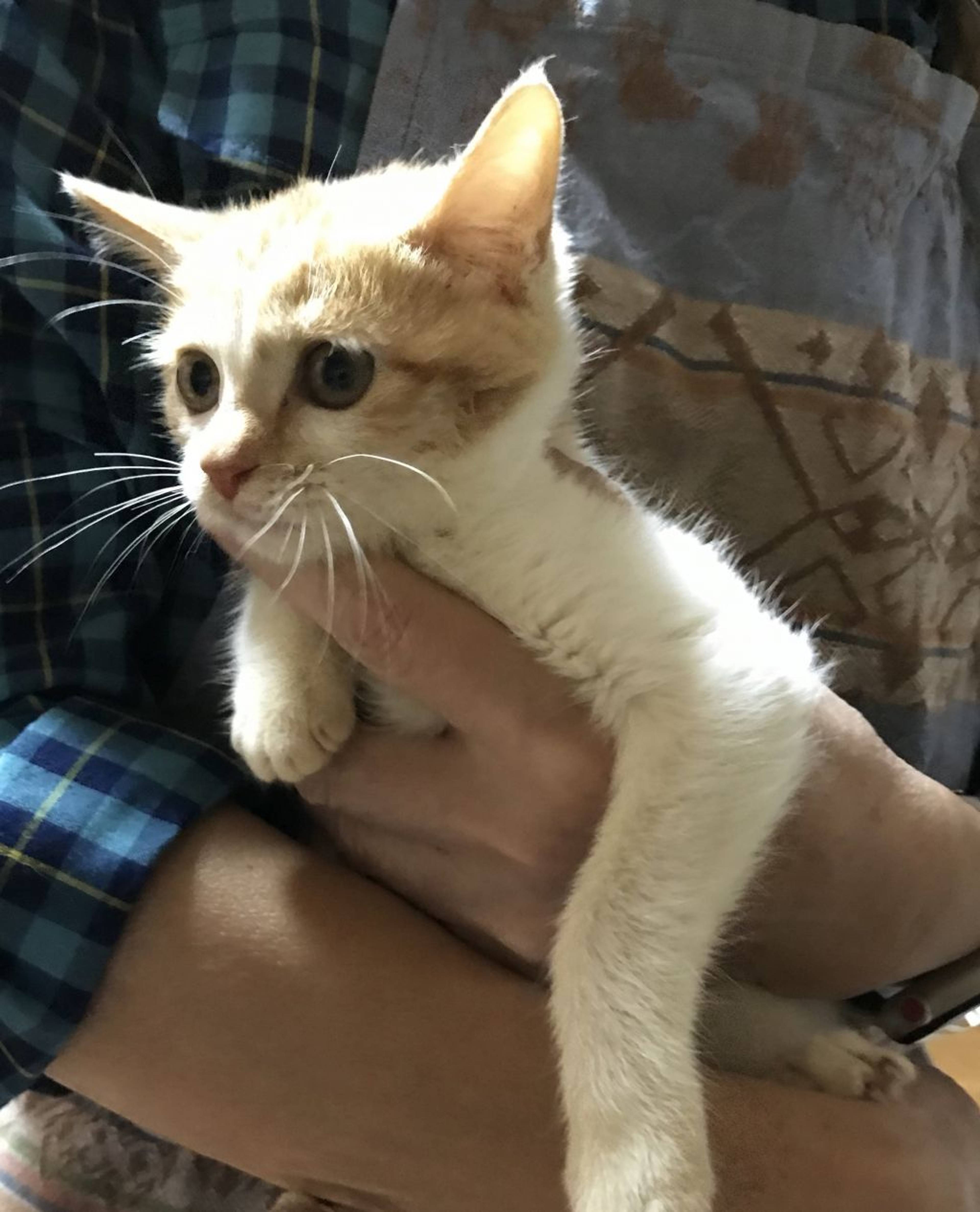 雑種（ミックス猫）・メスの里親募集の写真