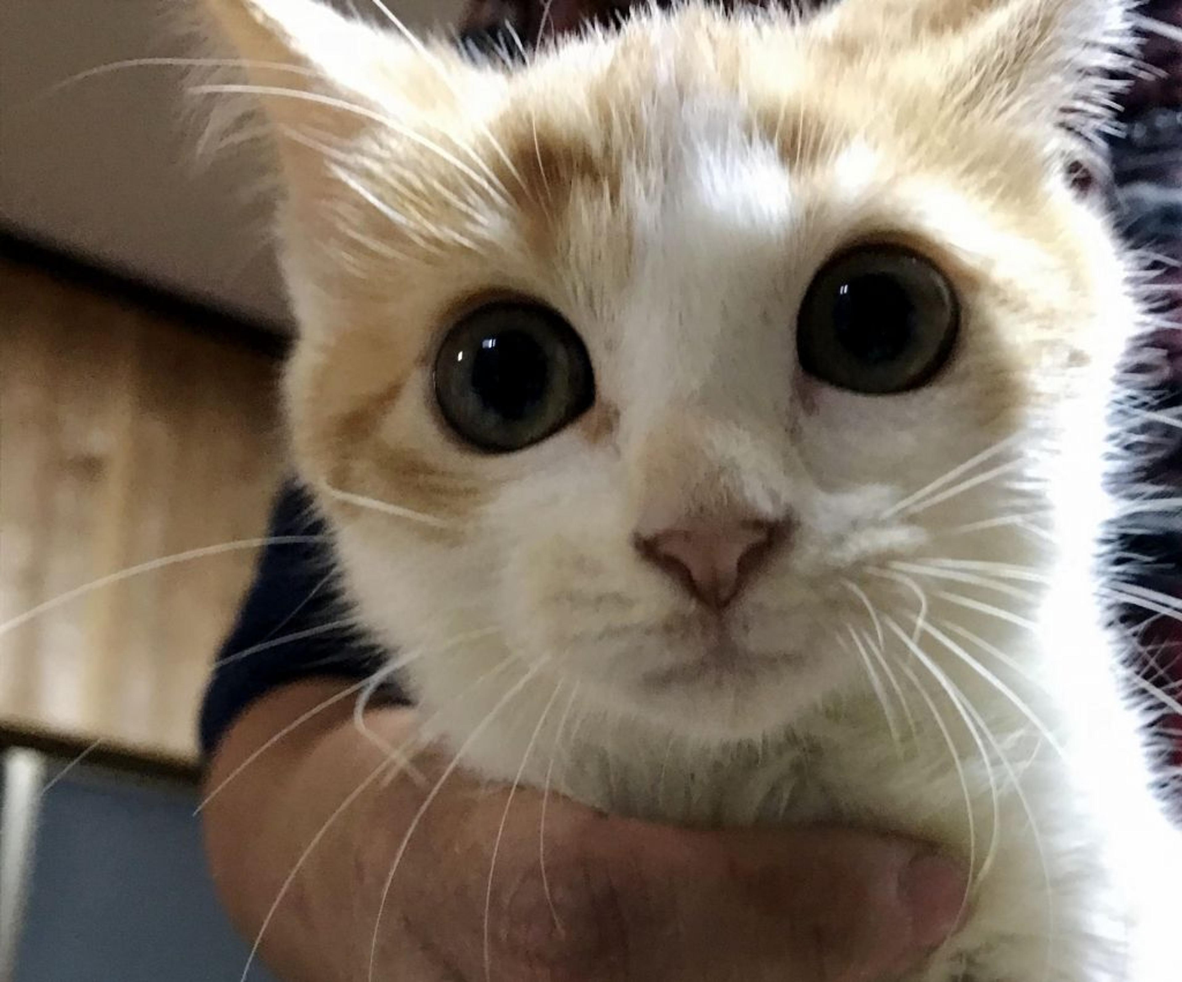 pet-image-2