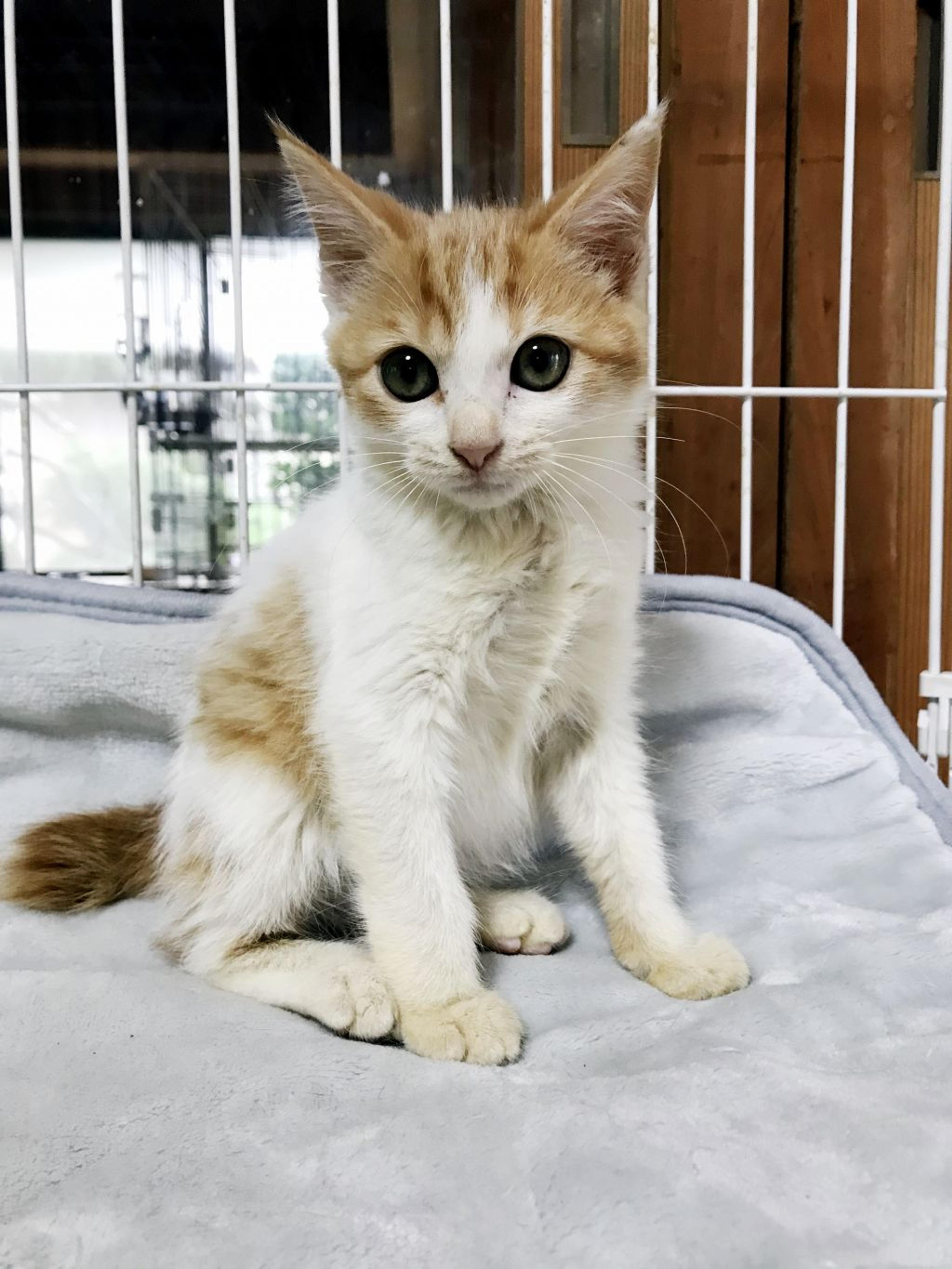 pet-image-3