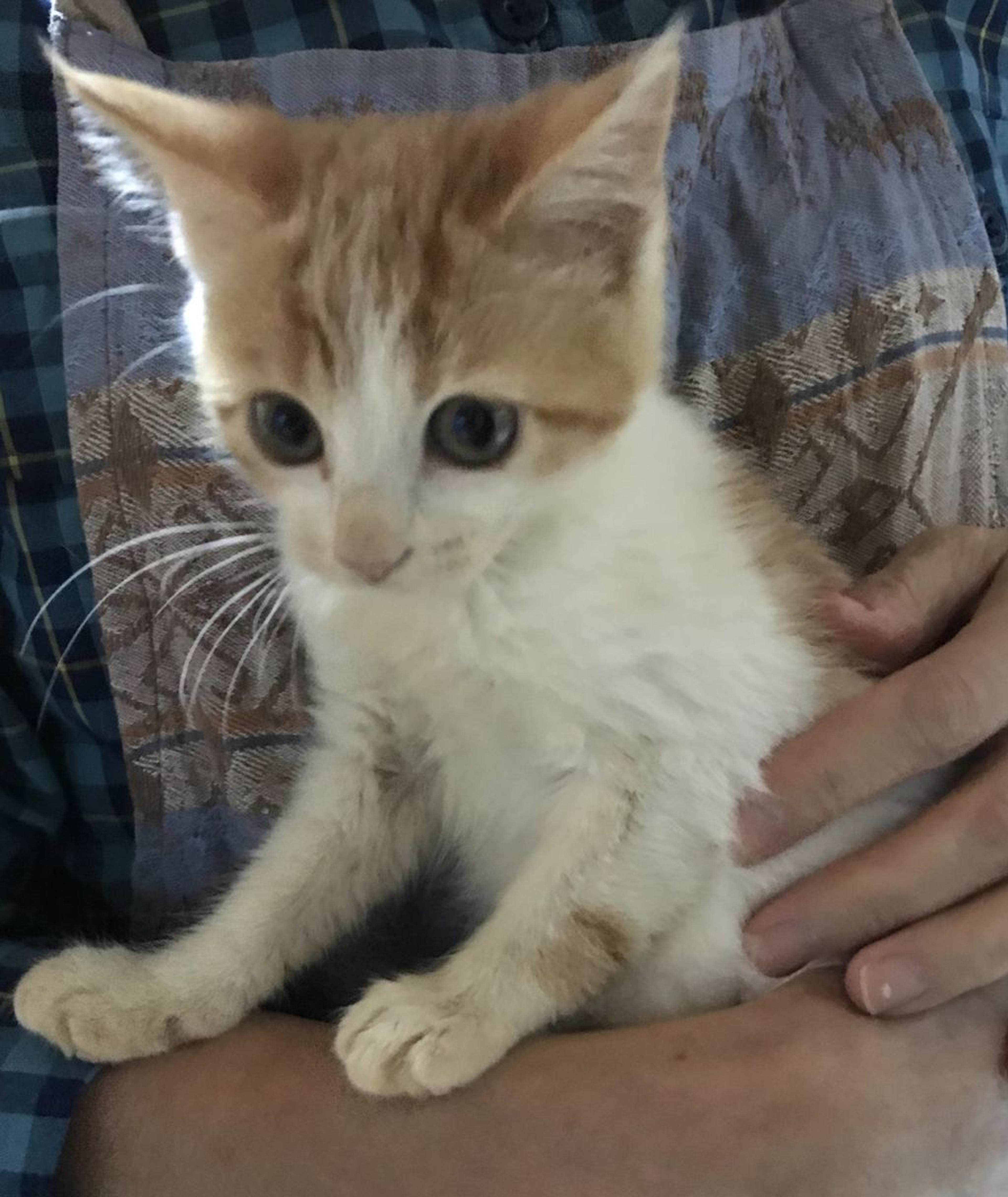 pet-image-4