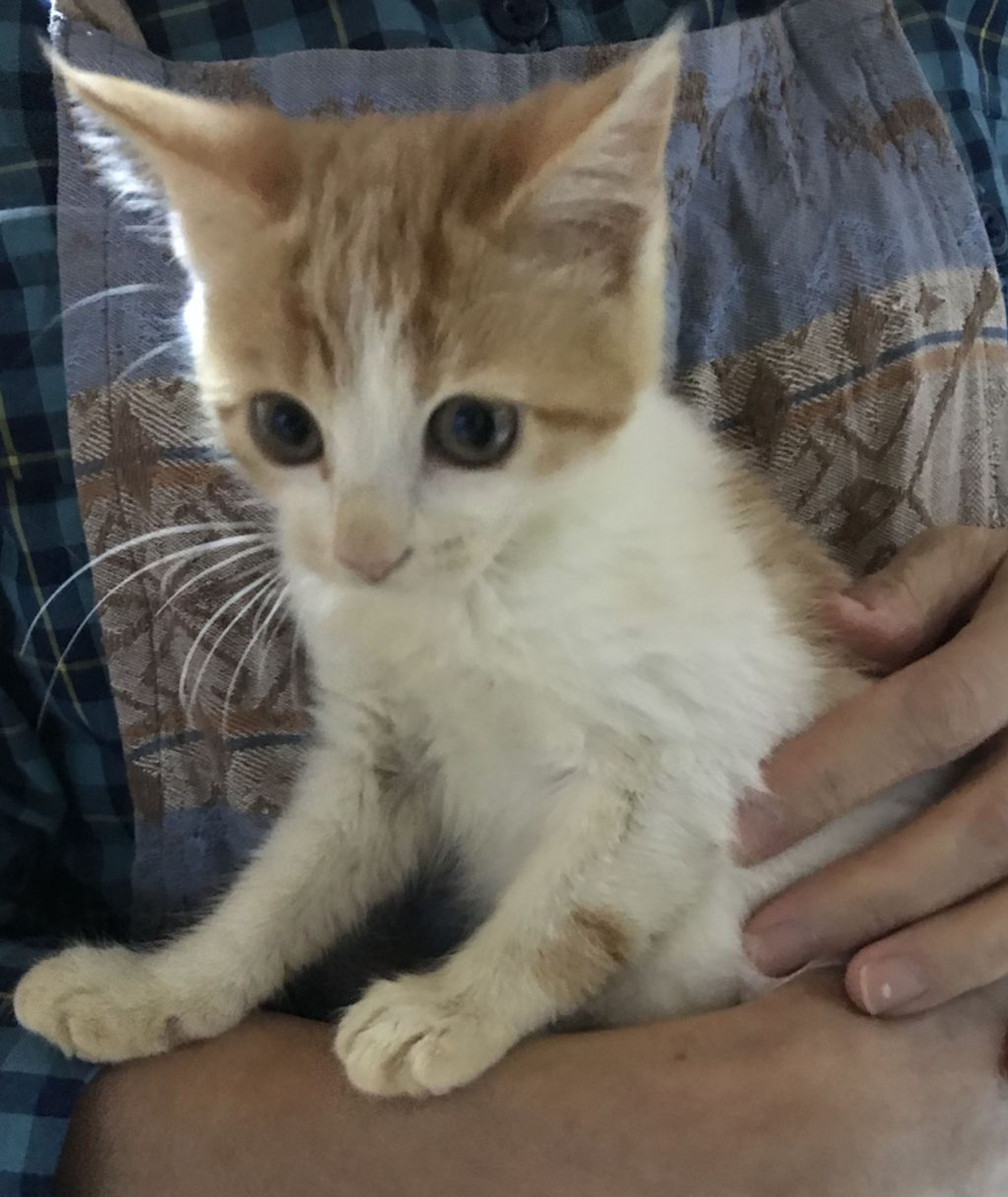 pet-image-4