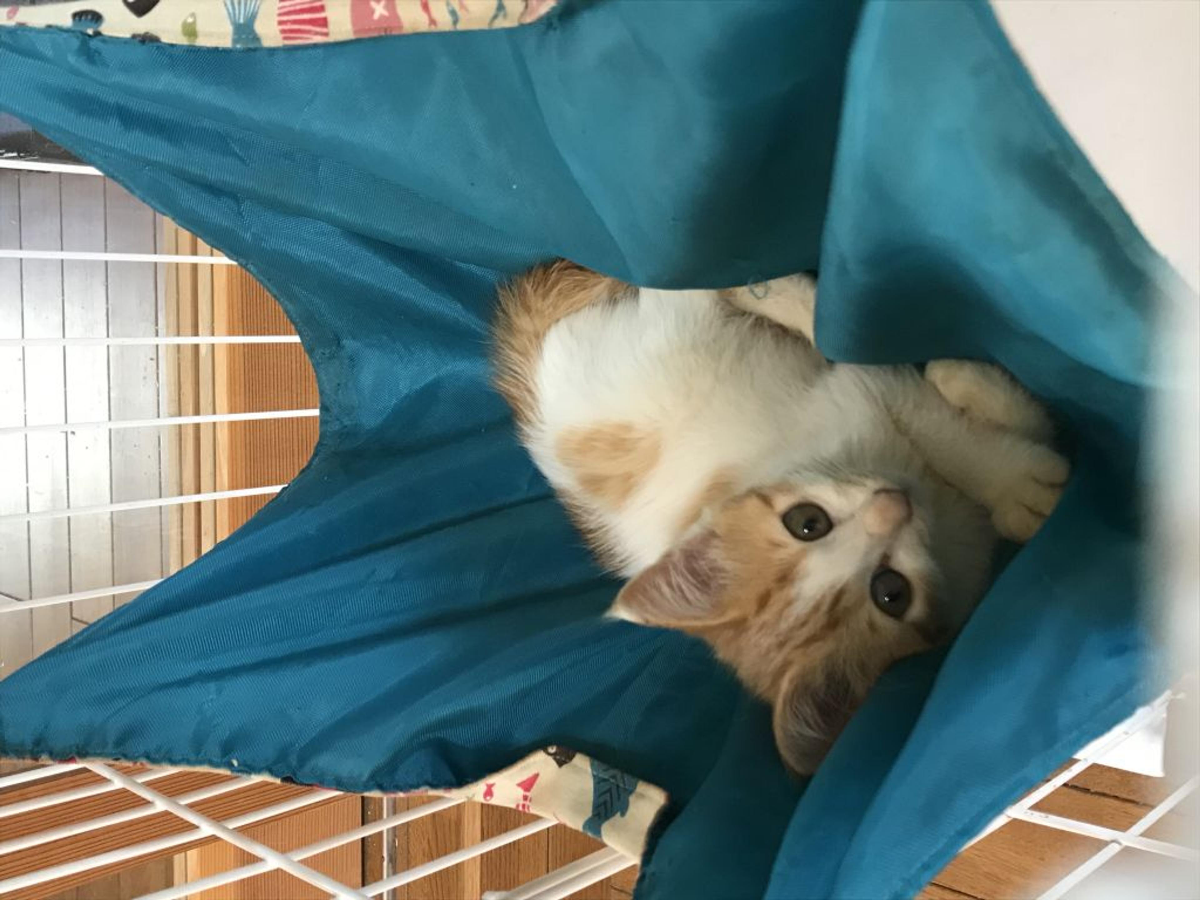 pet-image-5