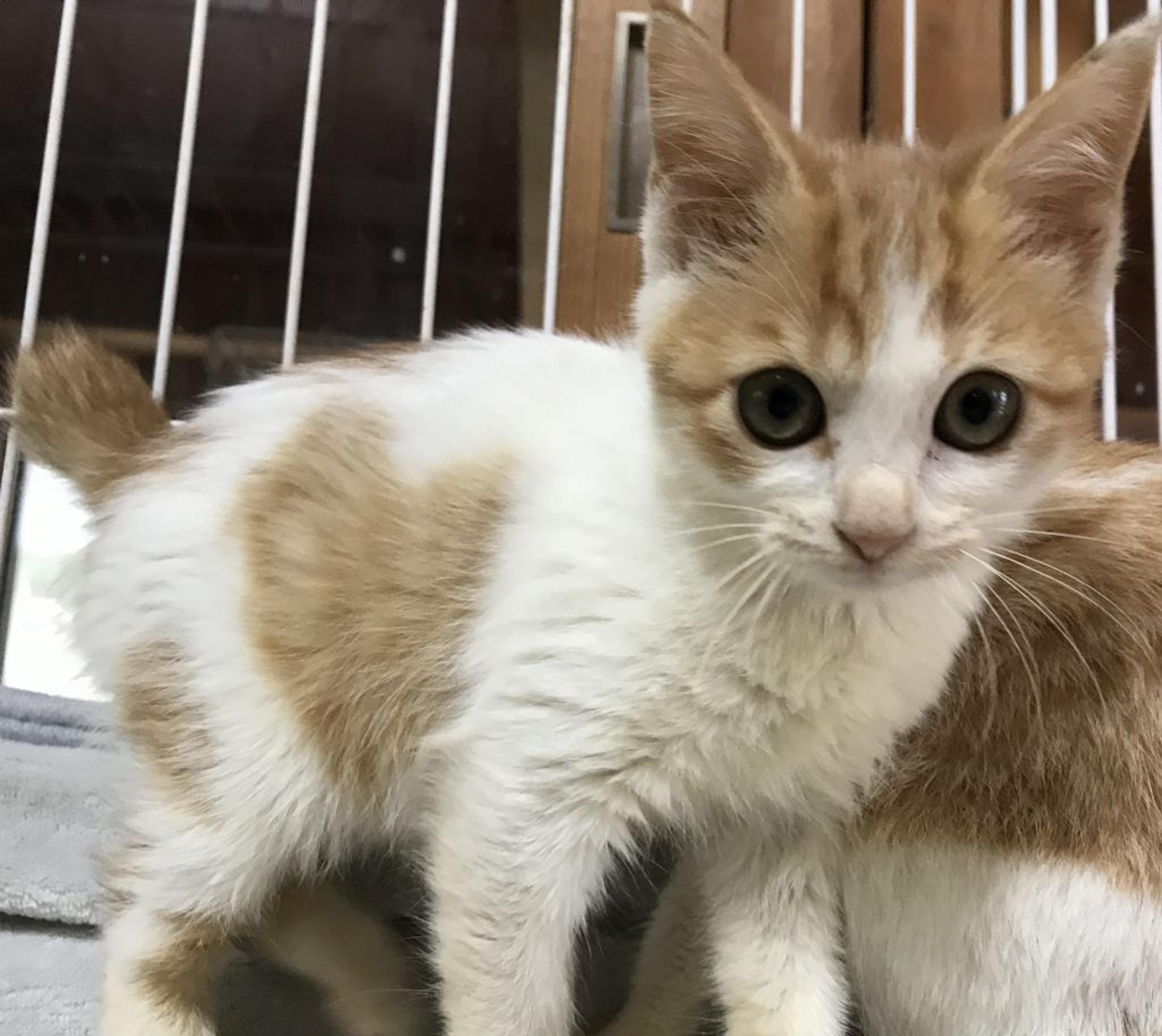 pet-image-9