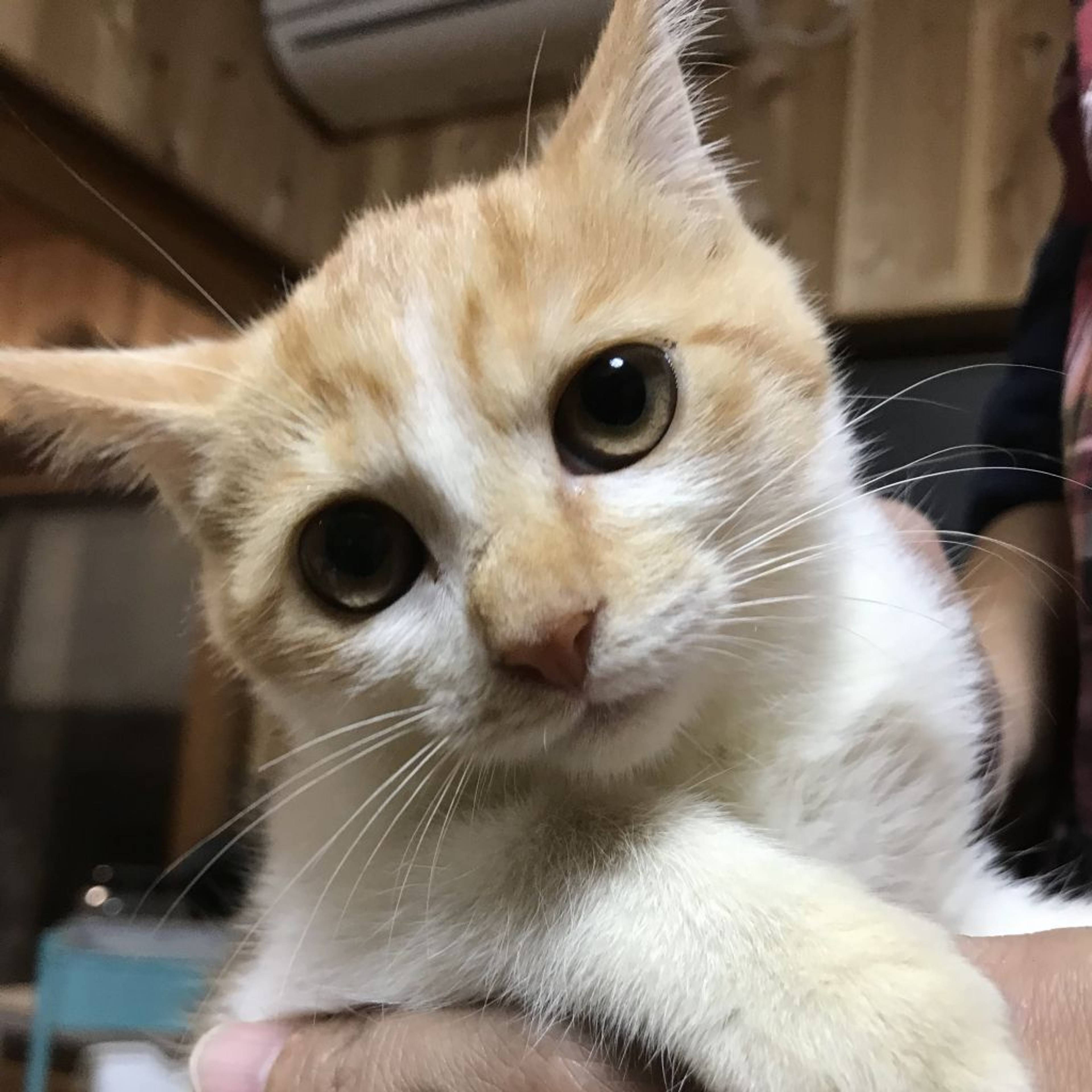 雑種（ミックス猫）・メスの里親募集の写真